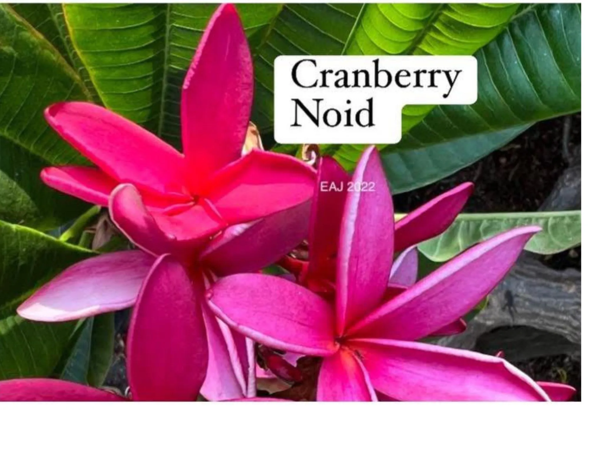 Product image for Cranberry Plumeria cutting