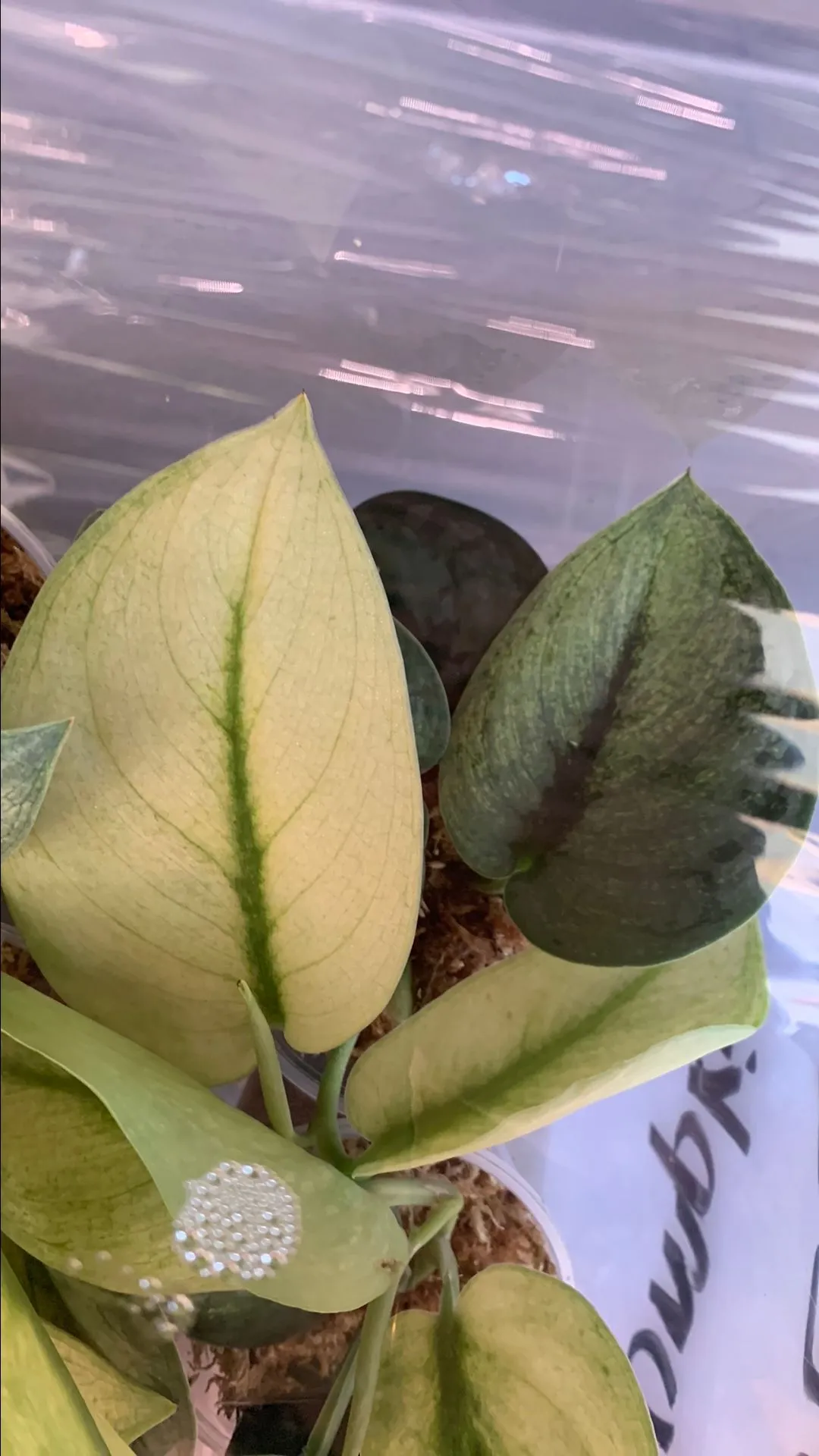 Product image for Scindapsus True Hologram Variegated
