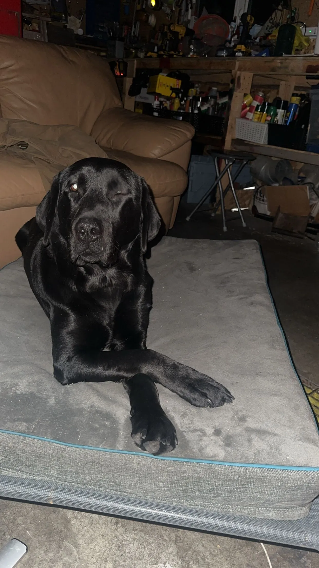 Product image for Stream support/dog treats for shadow