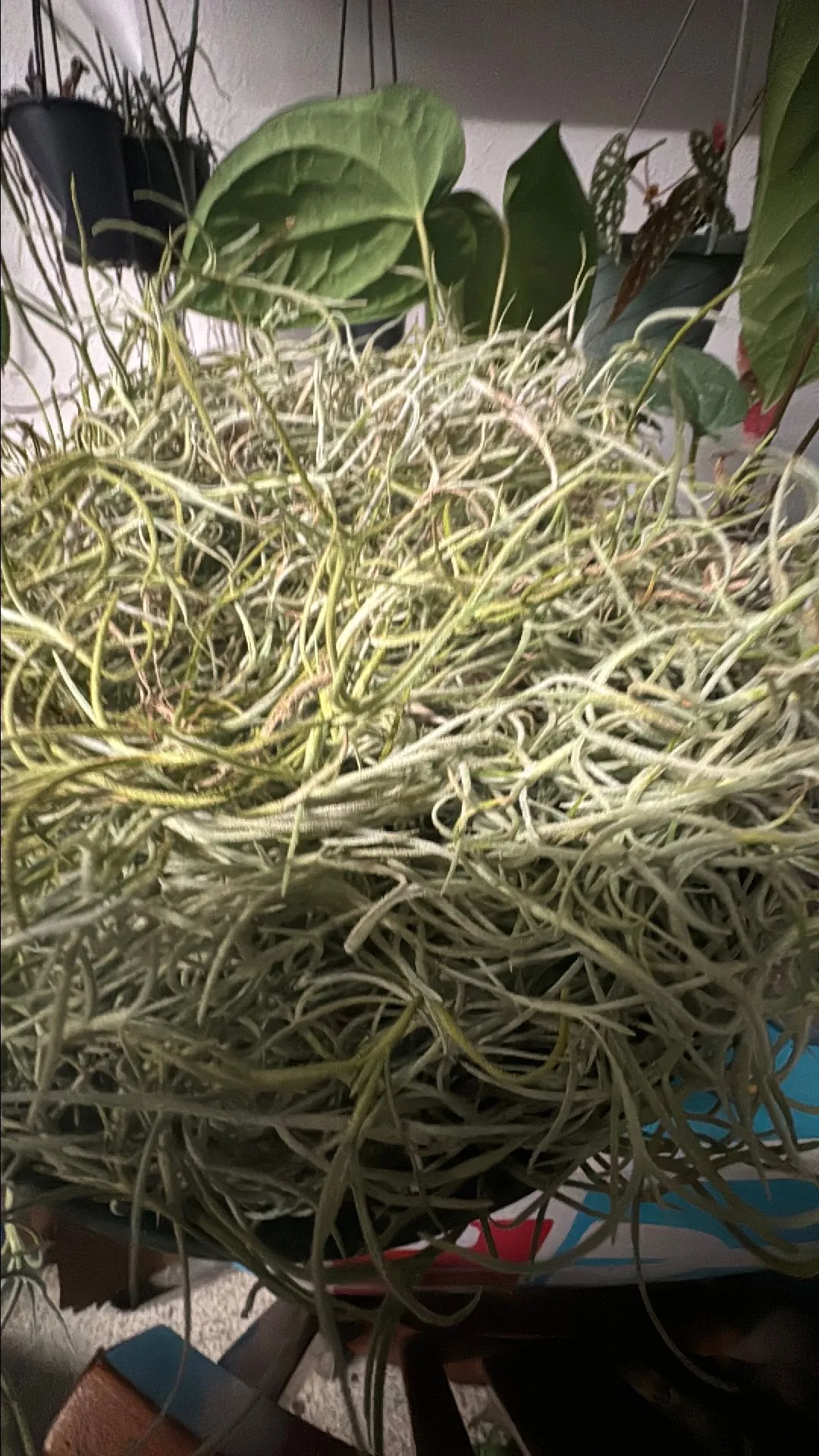 Product image for Wide form tillandsia "Spanish moss" 1 clump