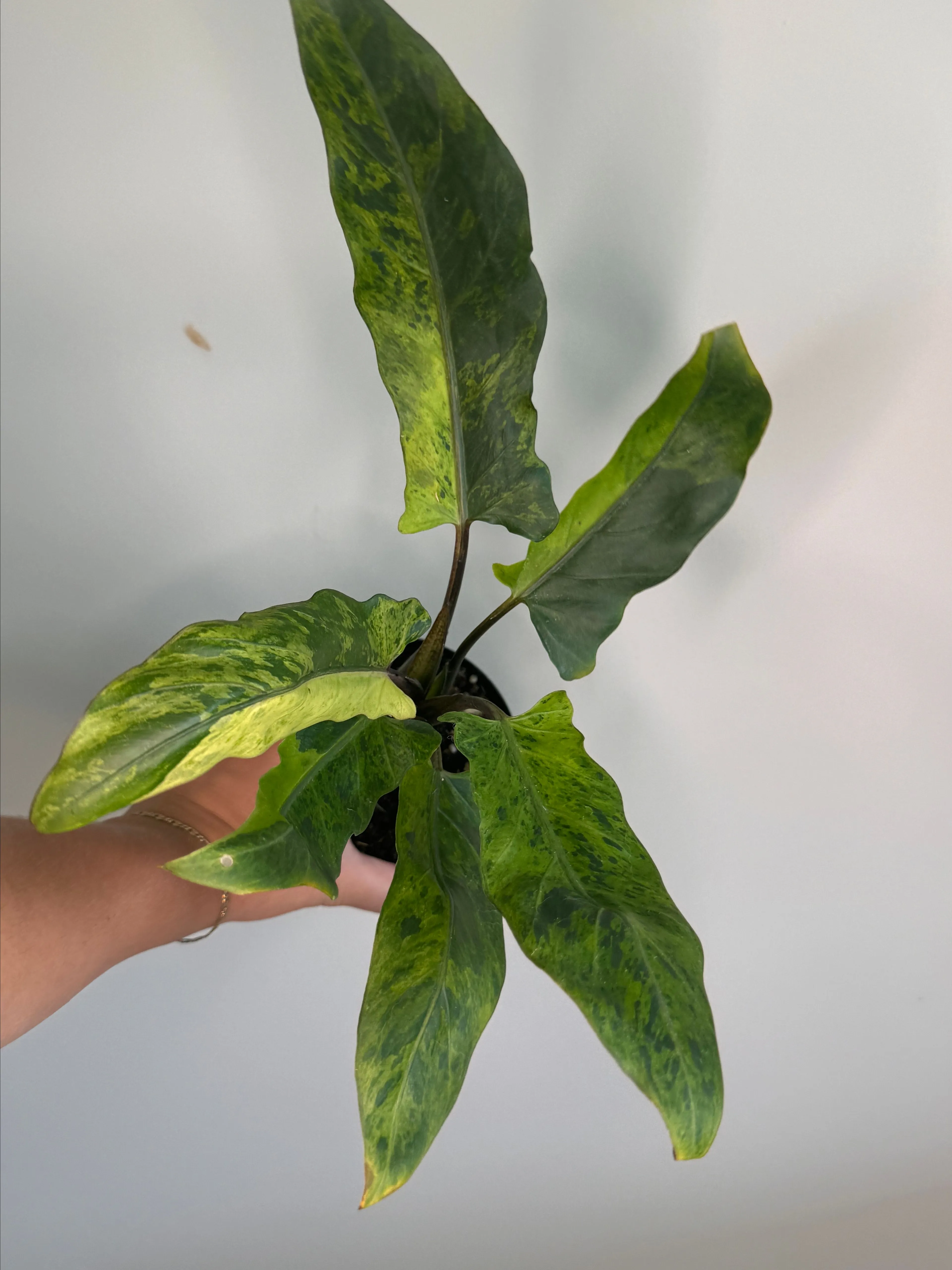Product image for Alocasia Lauterbachiana Aurea