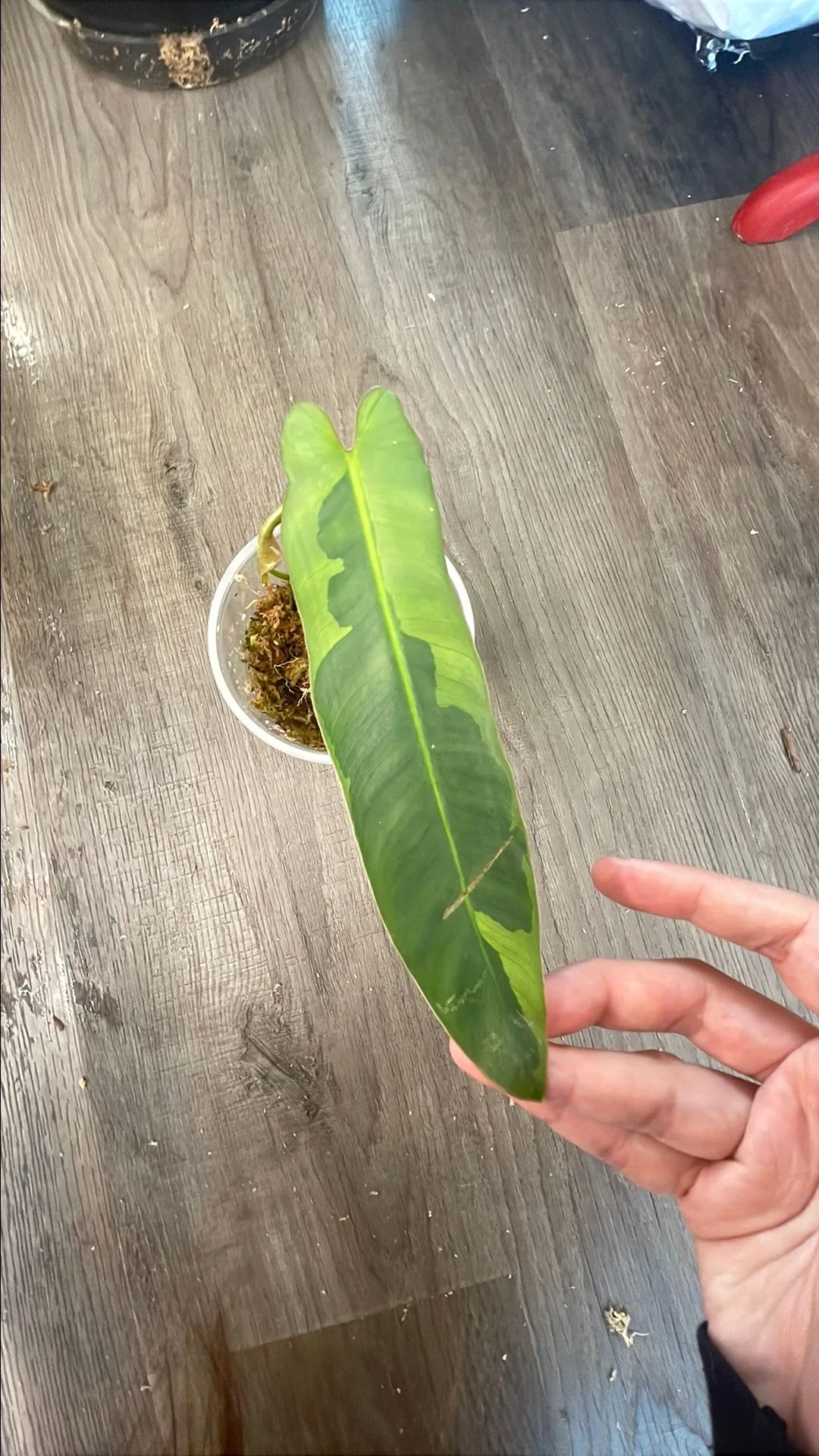 Product image for Philodendron Atabopoense Variegated