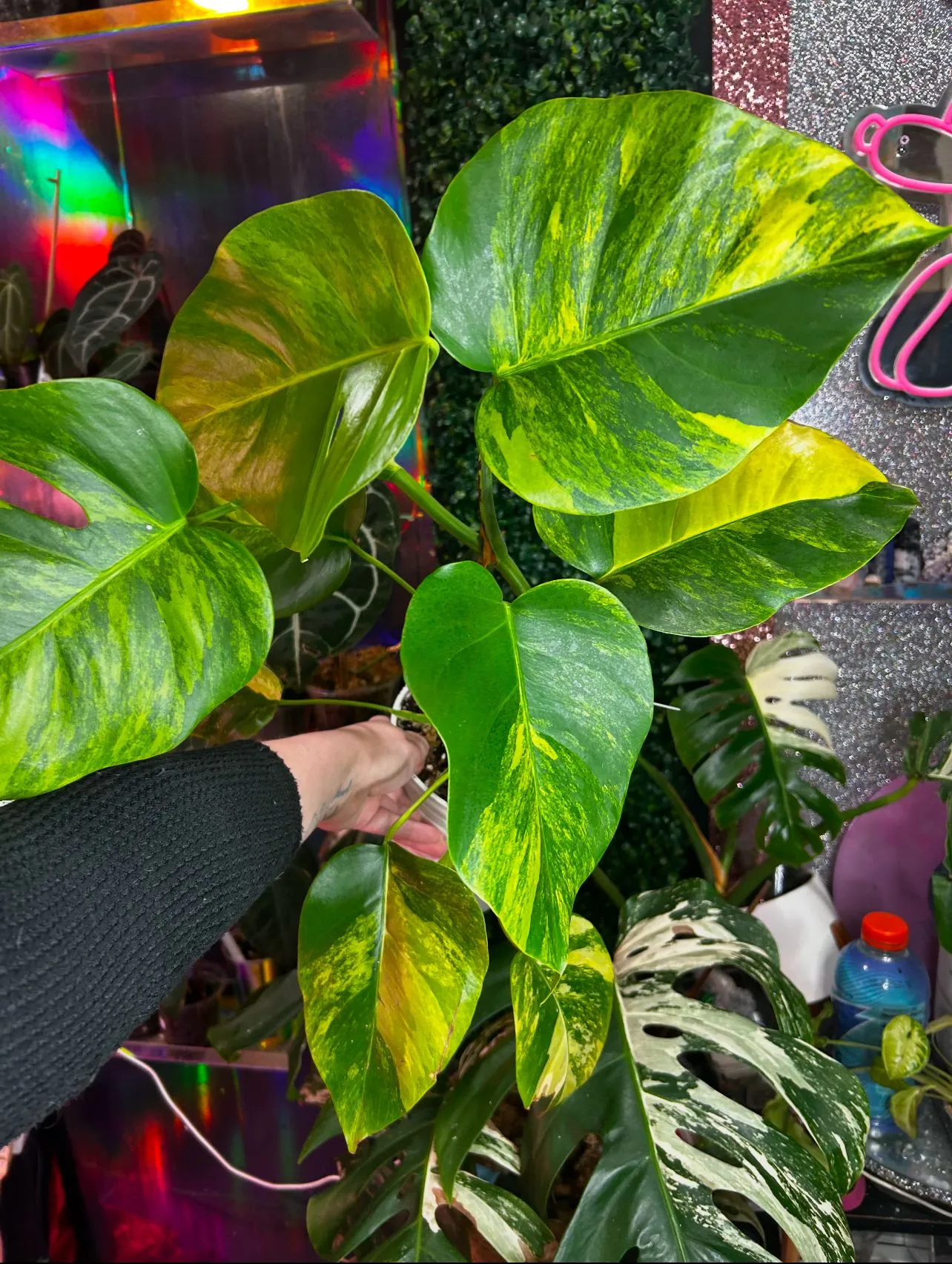 Product image for Monstera Aurea *High Color*
