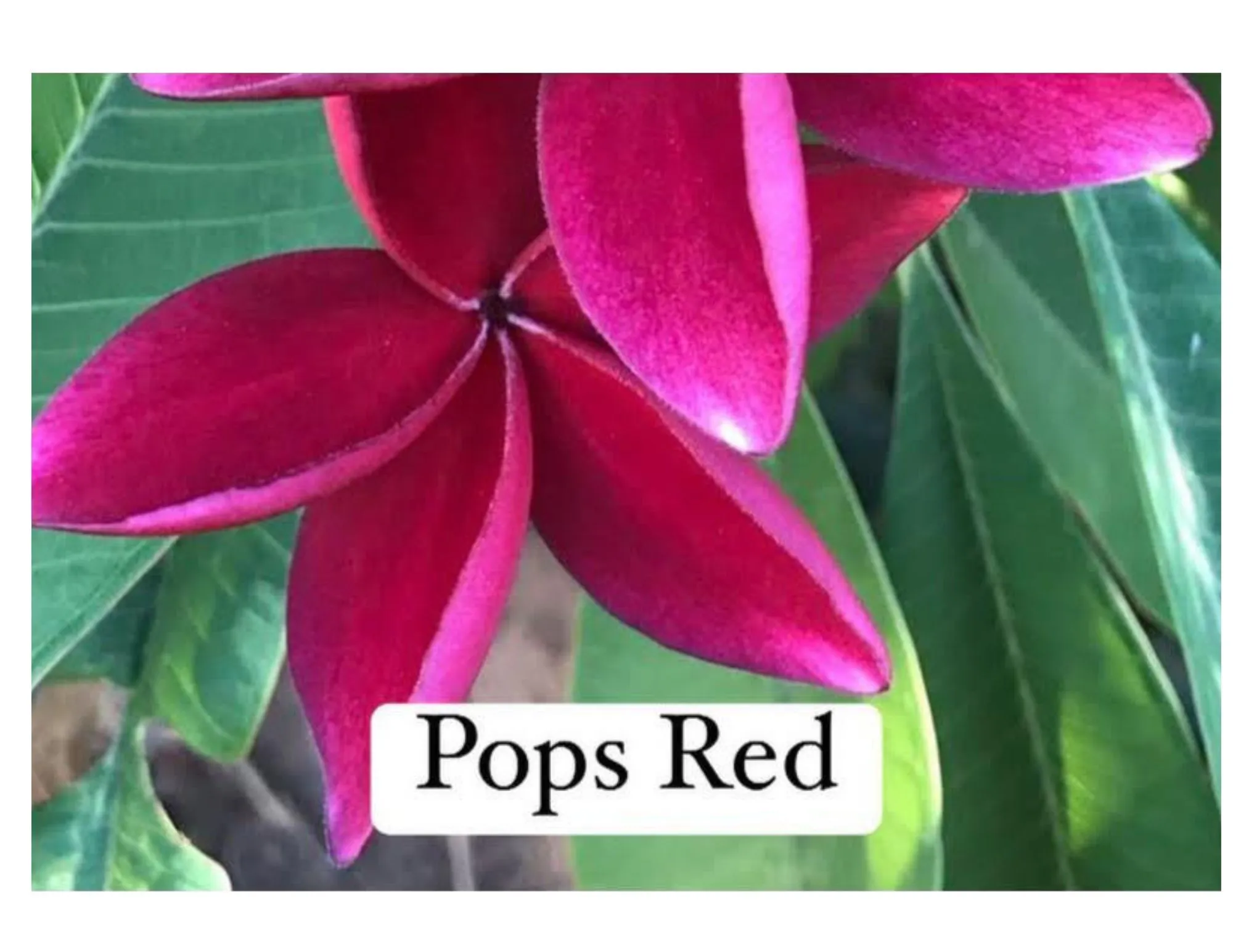 Product image for Pops Red plumeria cutting