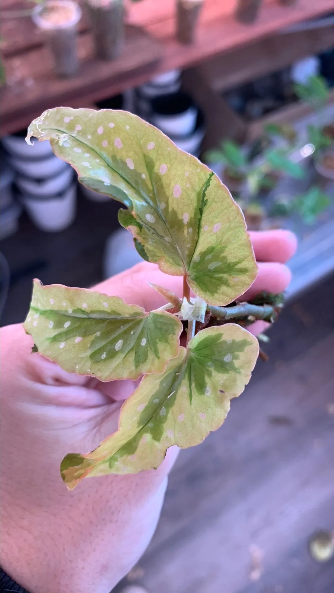 Product image for Begonia Dainty Spray