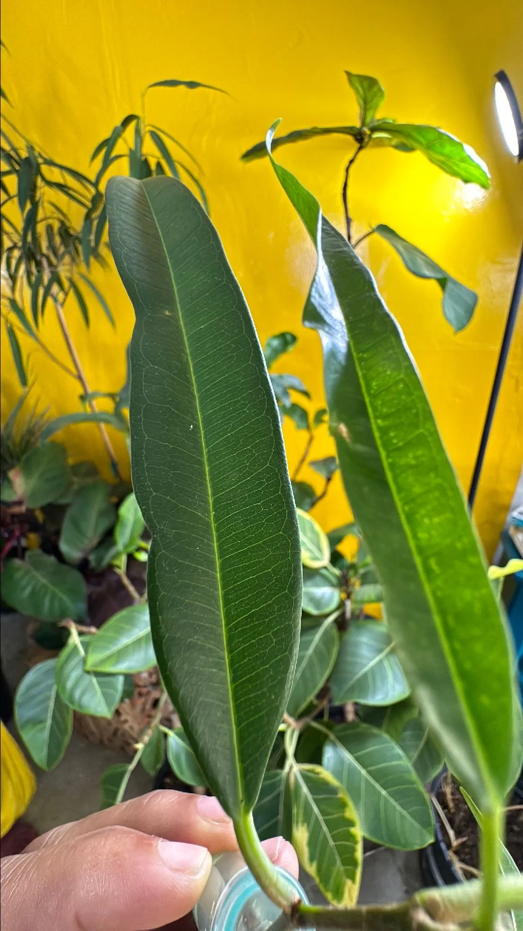 Product image for ficus maclellandii rooted cutting