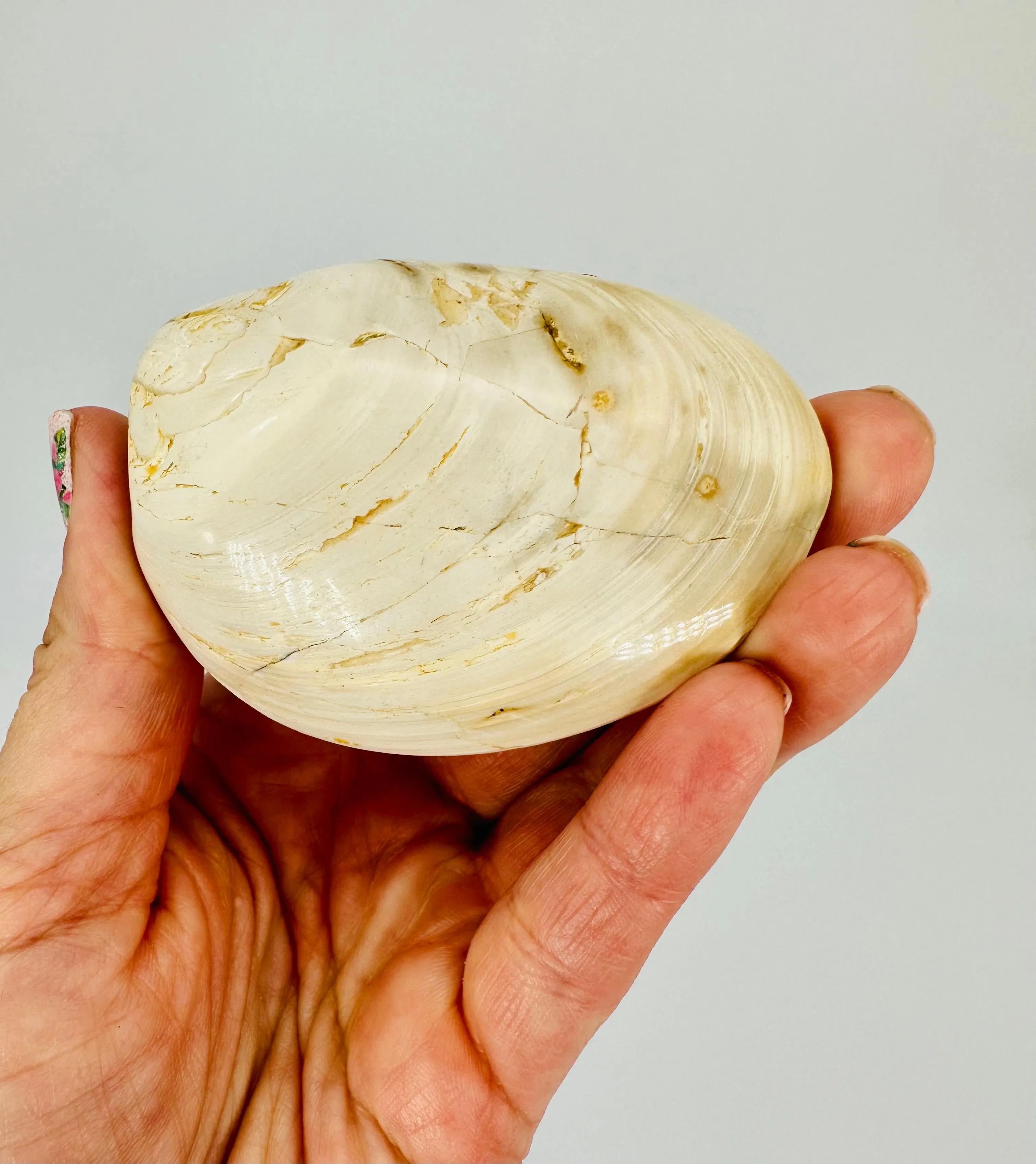 Product image for #405 Petrafied Shell(Bivale)