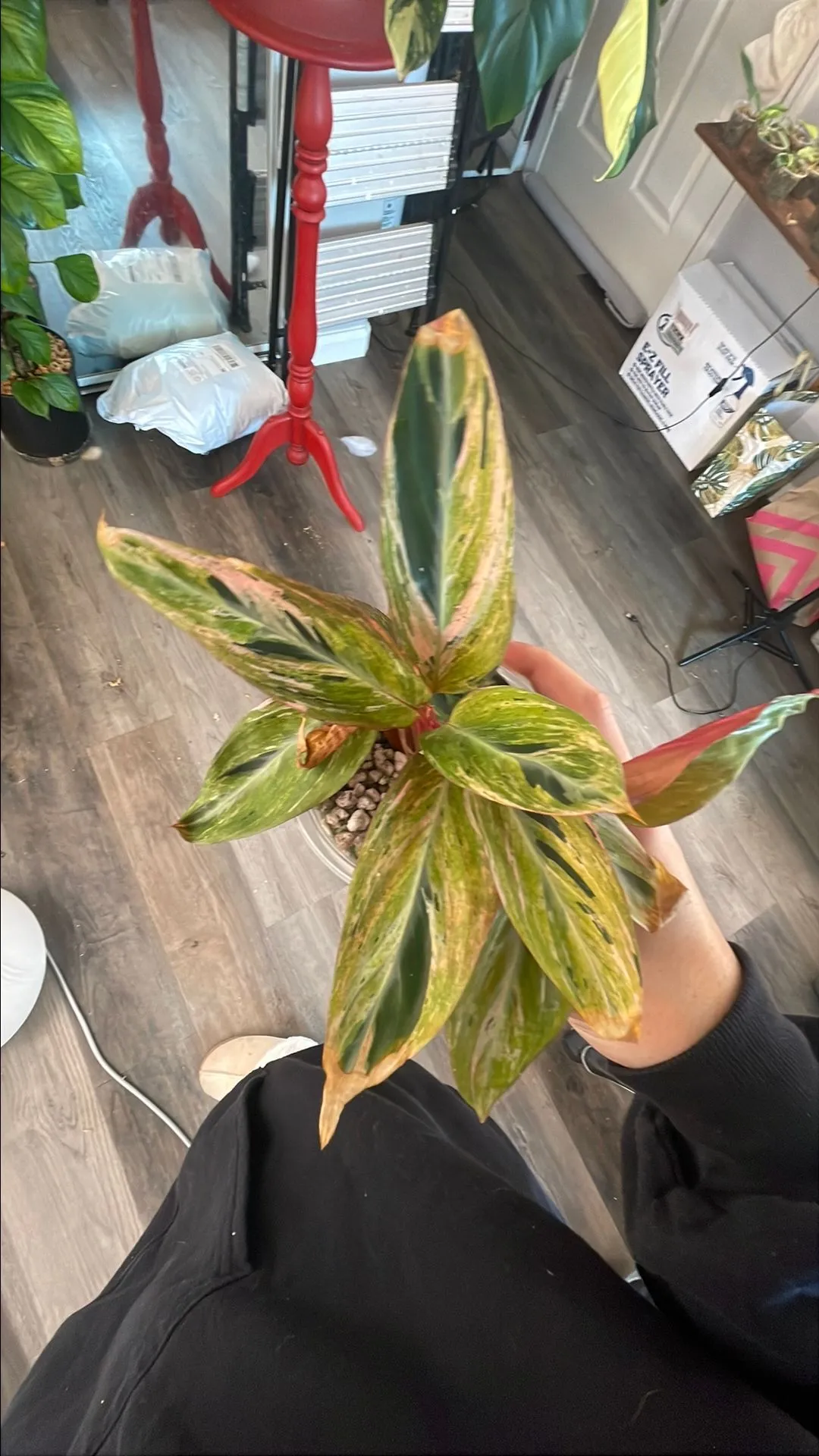 Product image for Stromanthe Horticolor