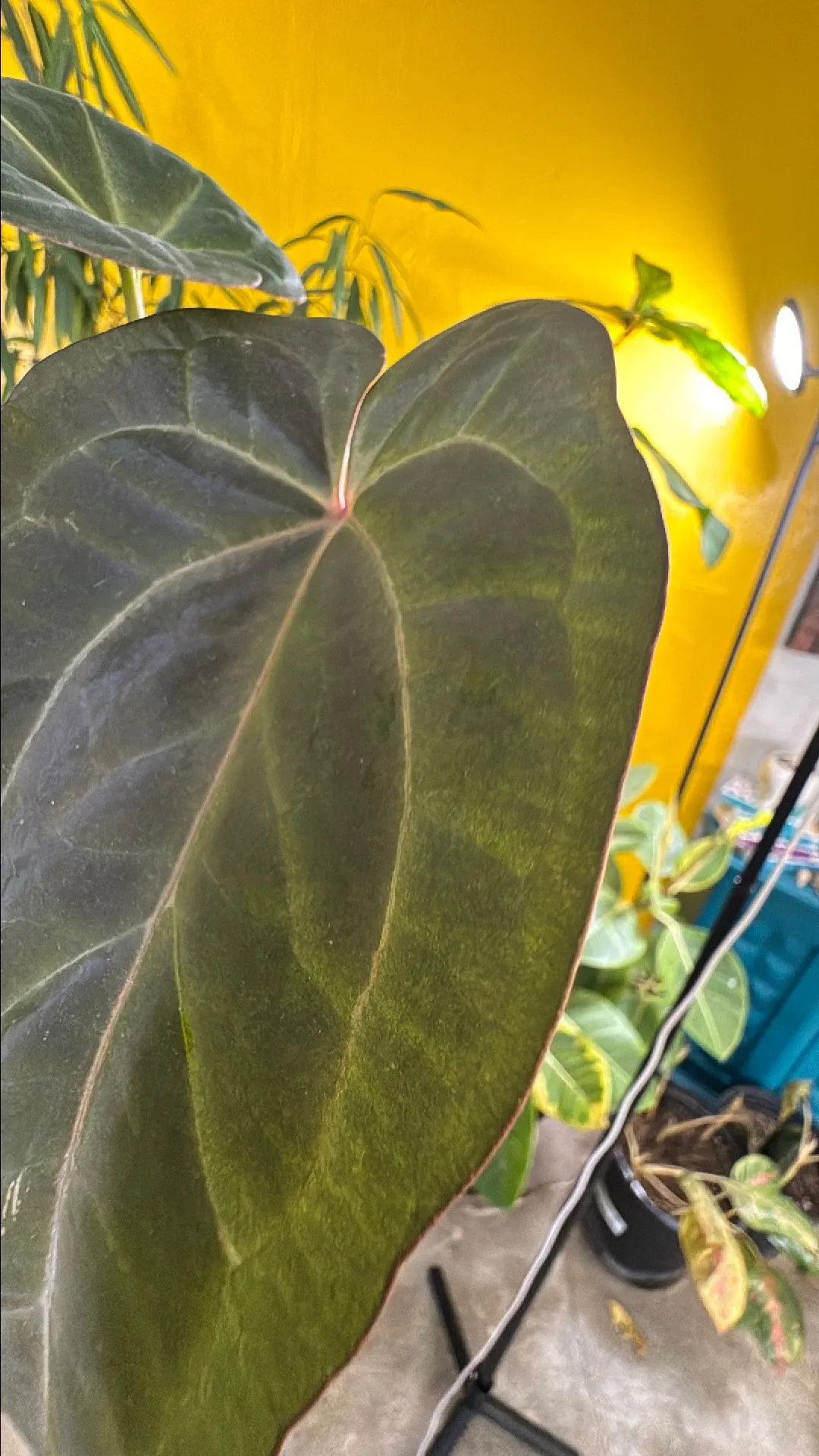 Product image for Anthurium 'Prince of Darkness' (F2)