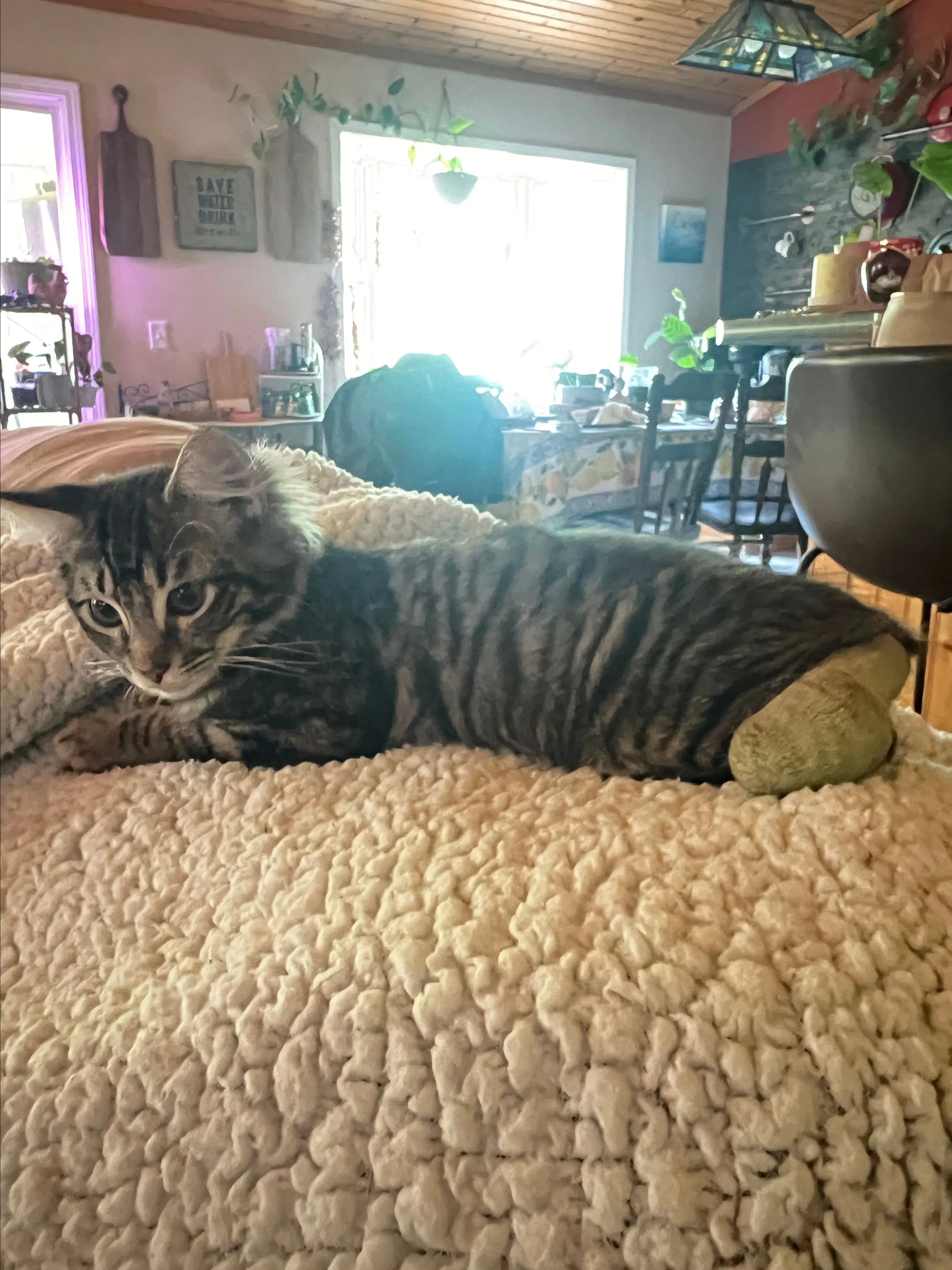 Product image for Rescue kitty treat