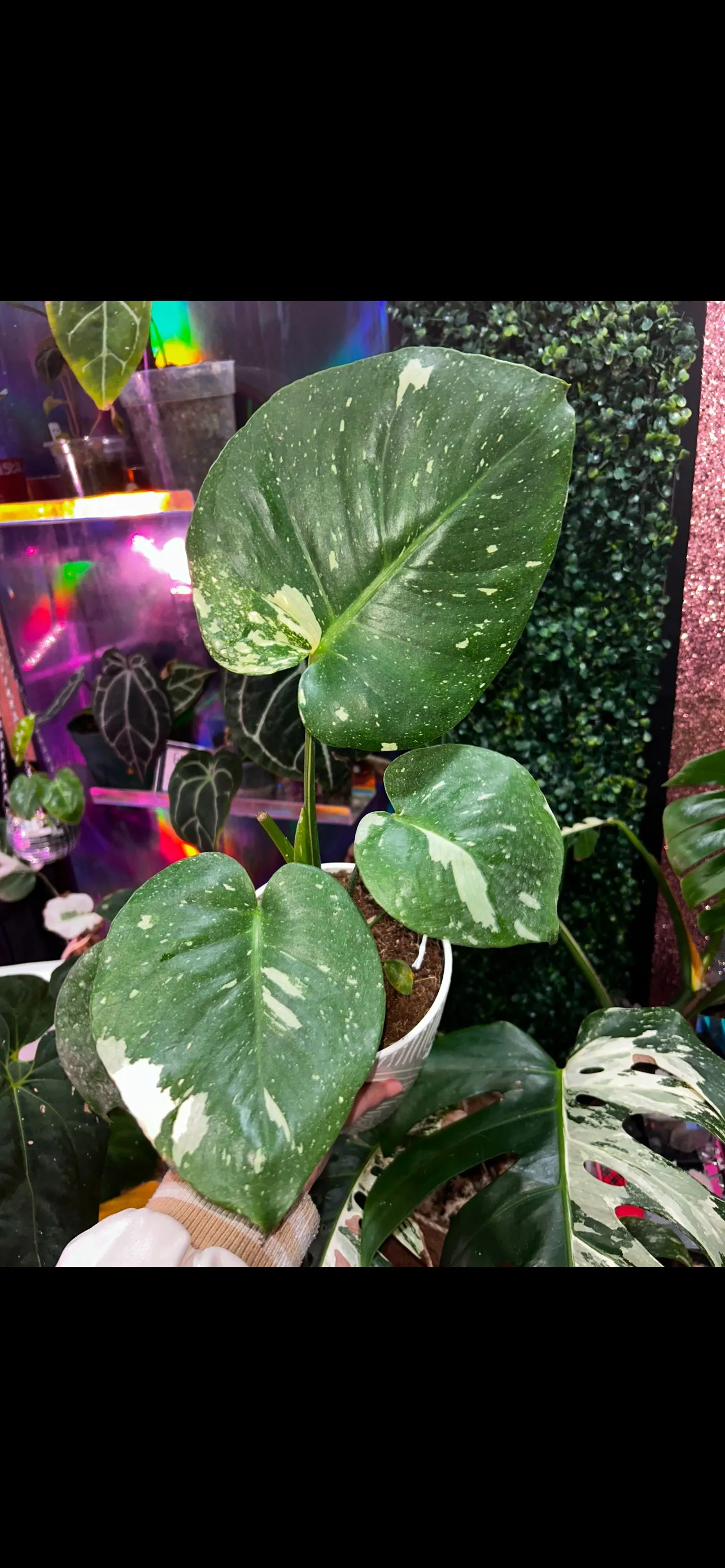 Product image for Monstera Thai Constellation (Large Form)