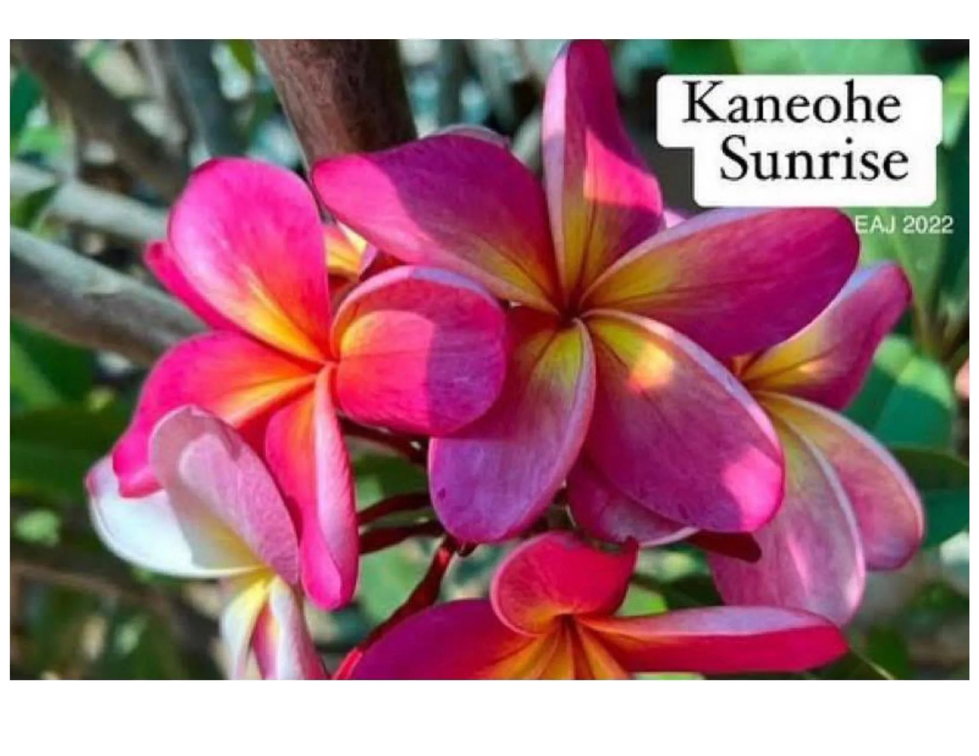Product image for Kaneohe Sunrise plumeria cutting