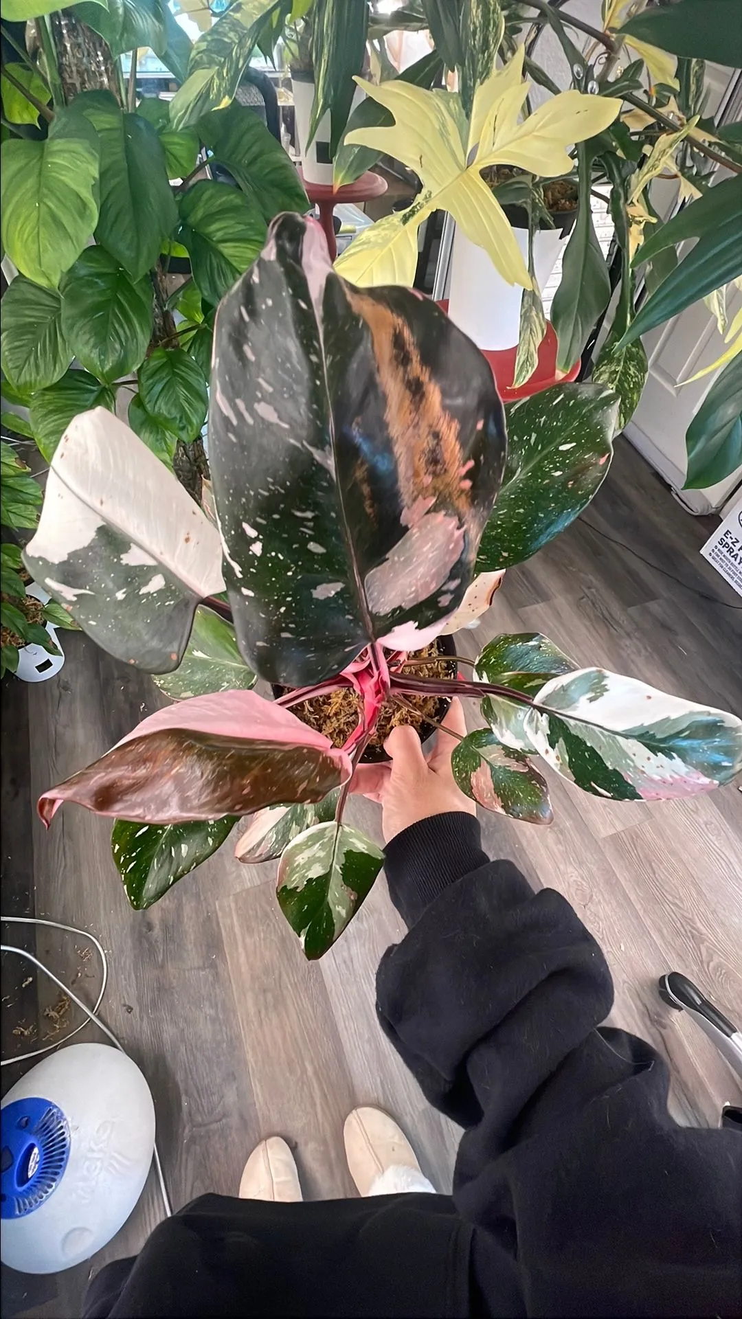 Product image for Philodendron Red Anderson Mother Plant Marble Galaxy