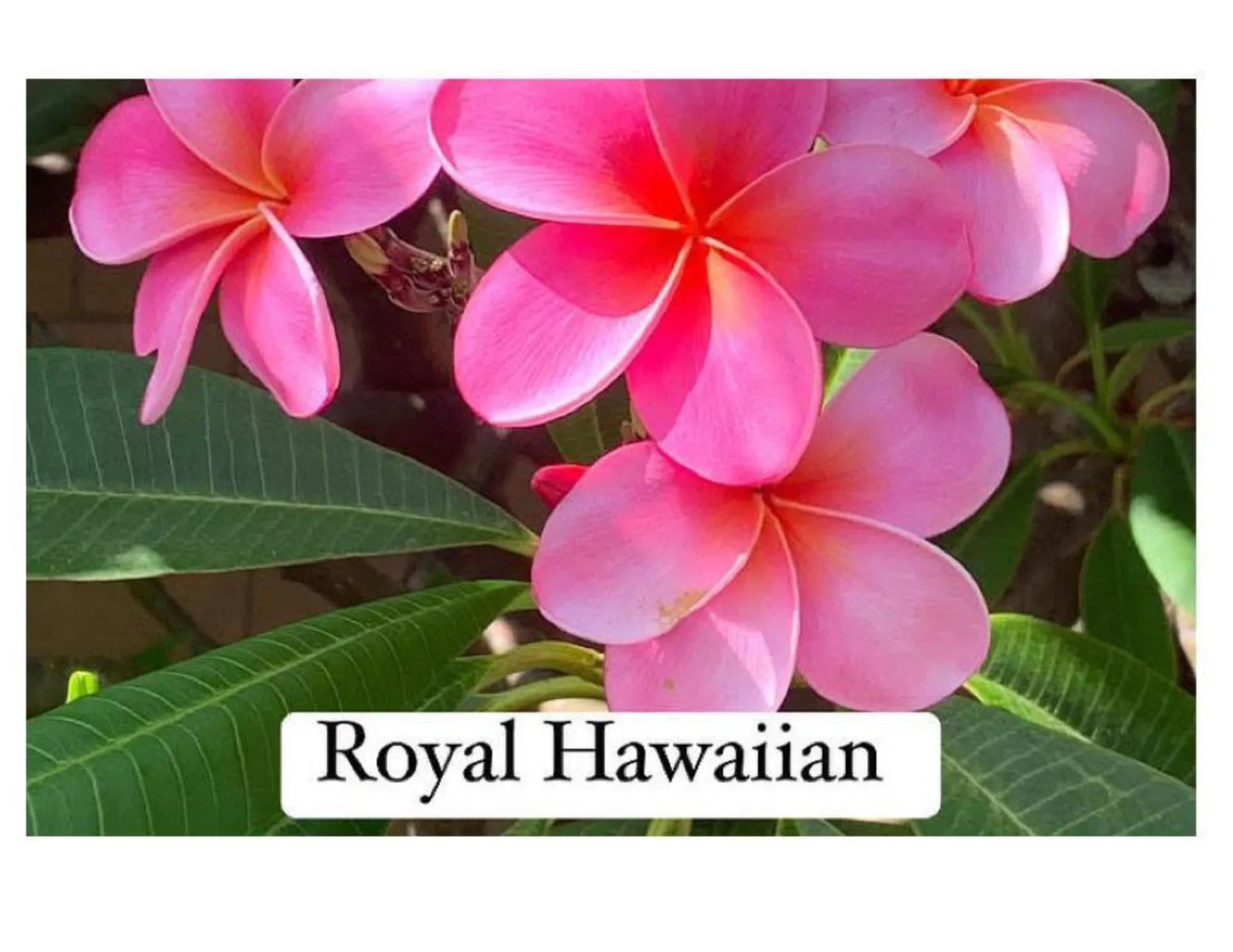 Product image for Royal Hawaiian plumeria cutting