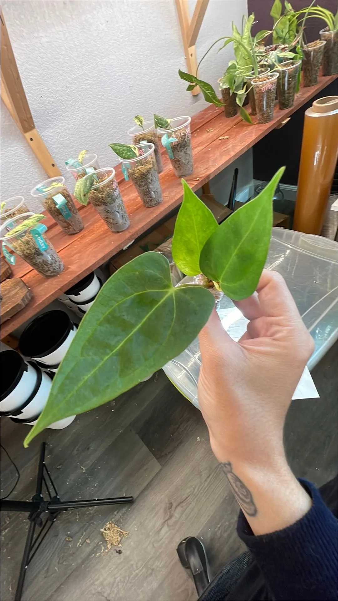 Product image for Anthurium Papillilaminum Random Cross Starter