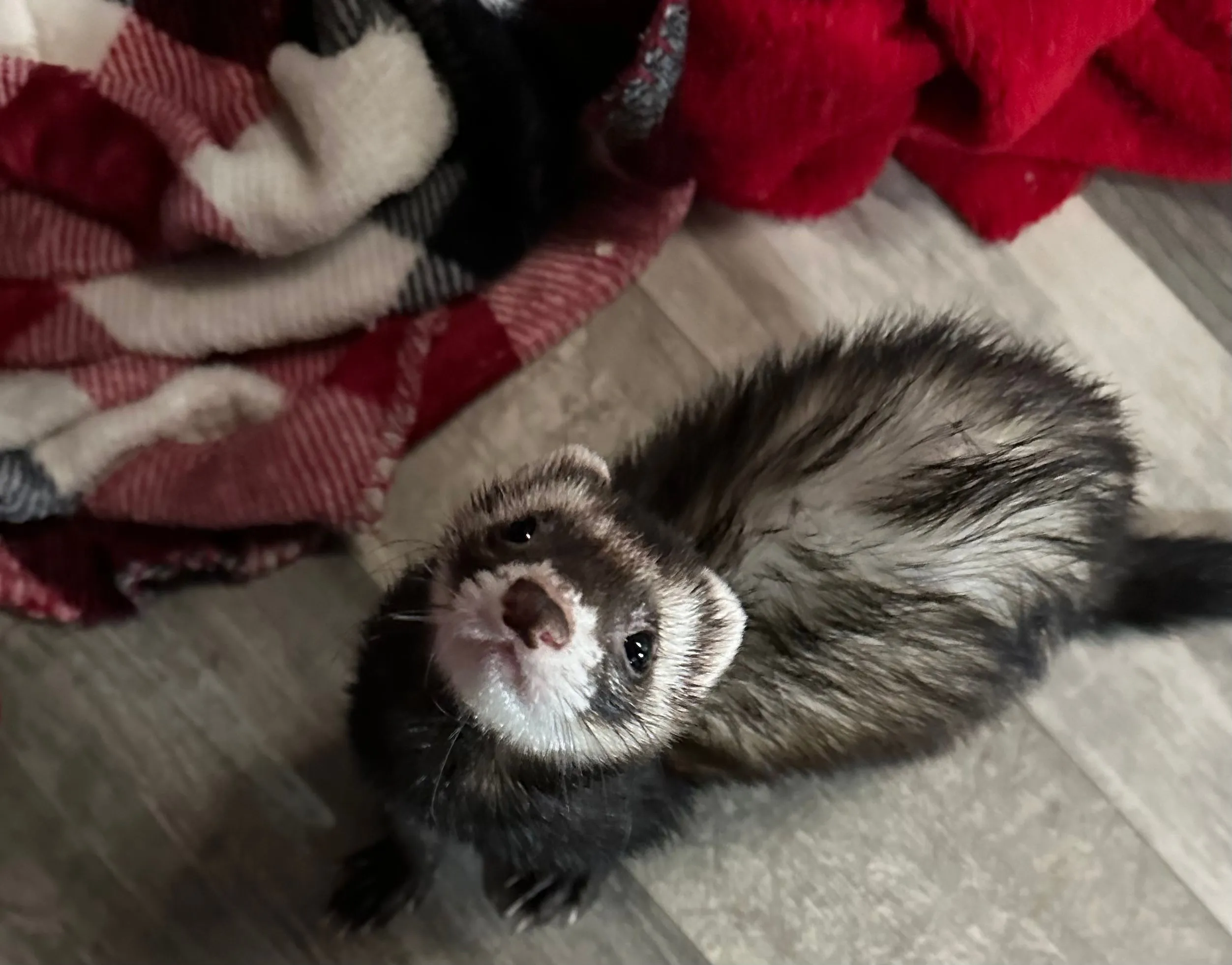 Product image for 0-Buy Treats for Reginald!