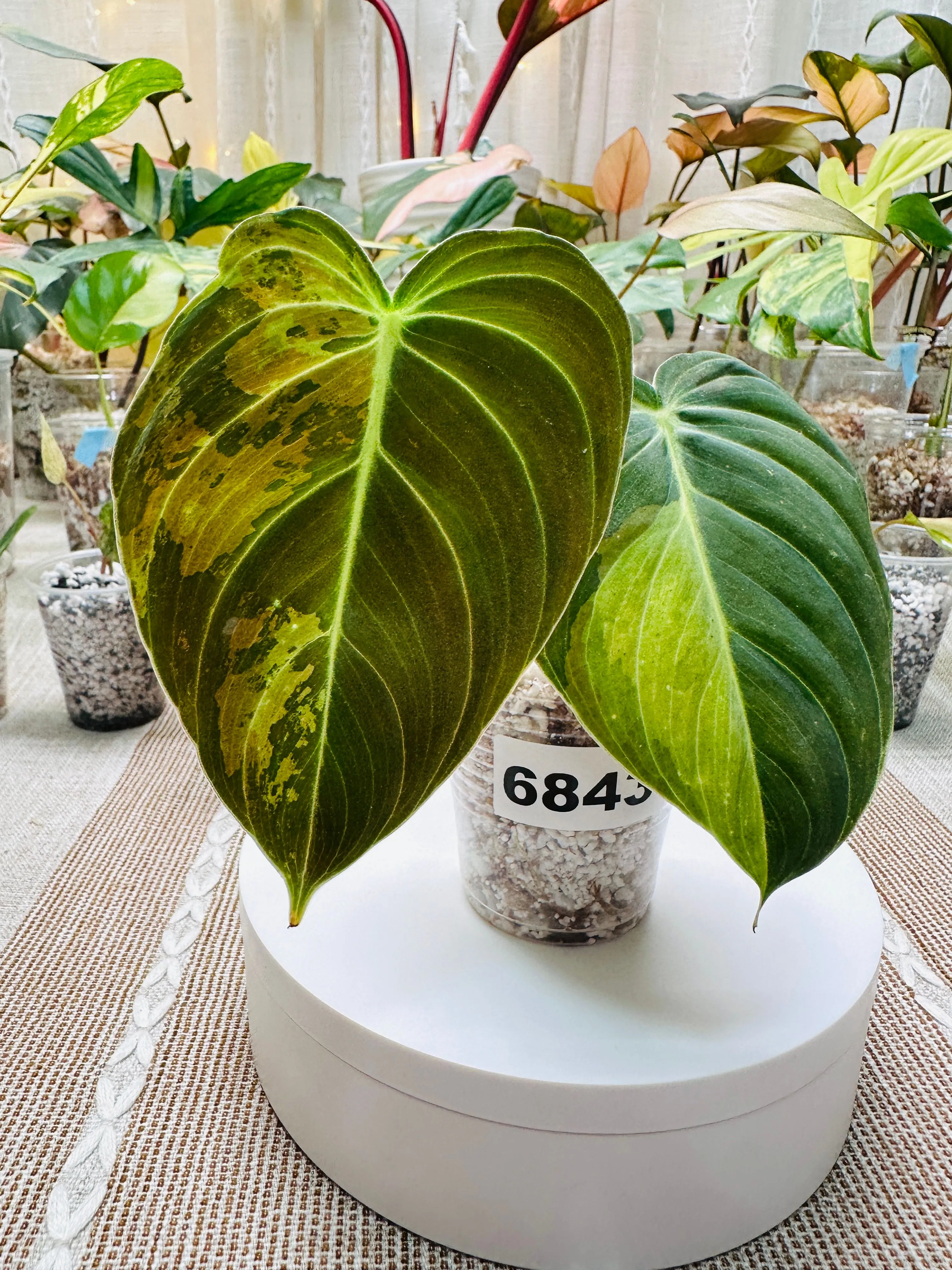 Product image for 6843 Variegated Philodendron Melanochrysum Rooted