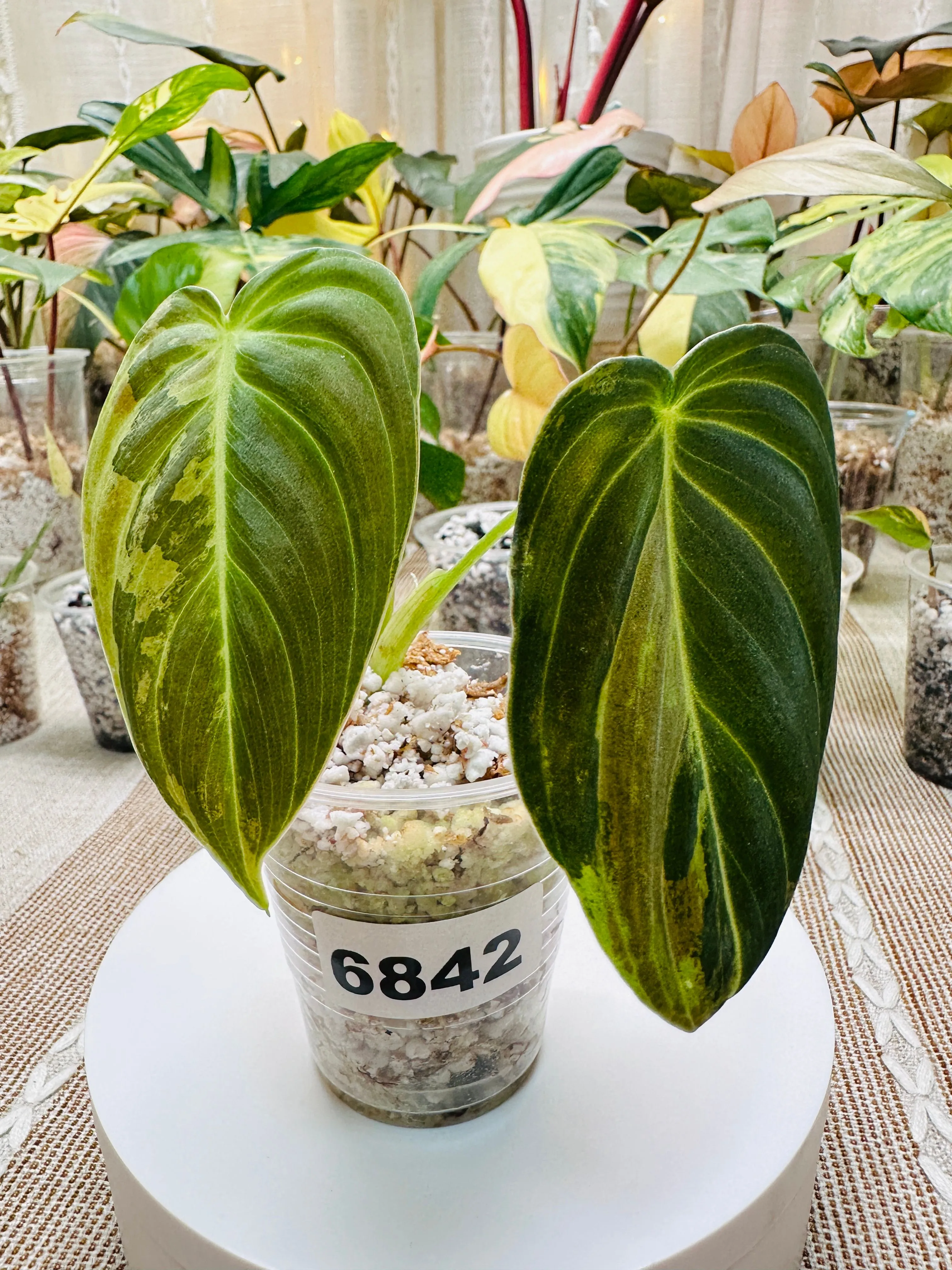 Product image for 6842 Variegated Philodendron Melanochrysum Rooted