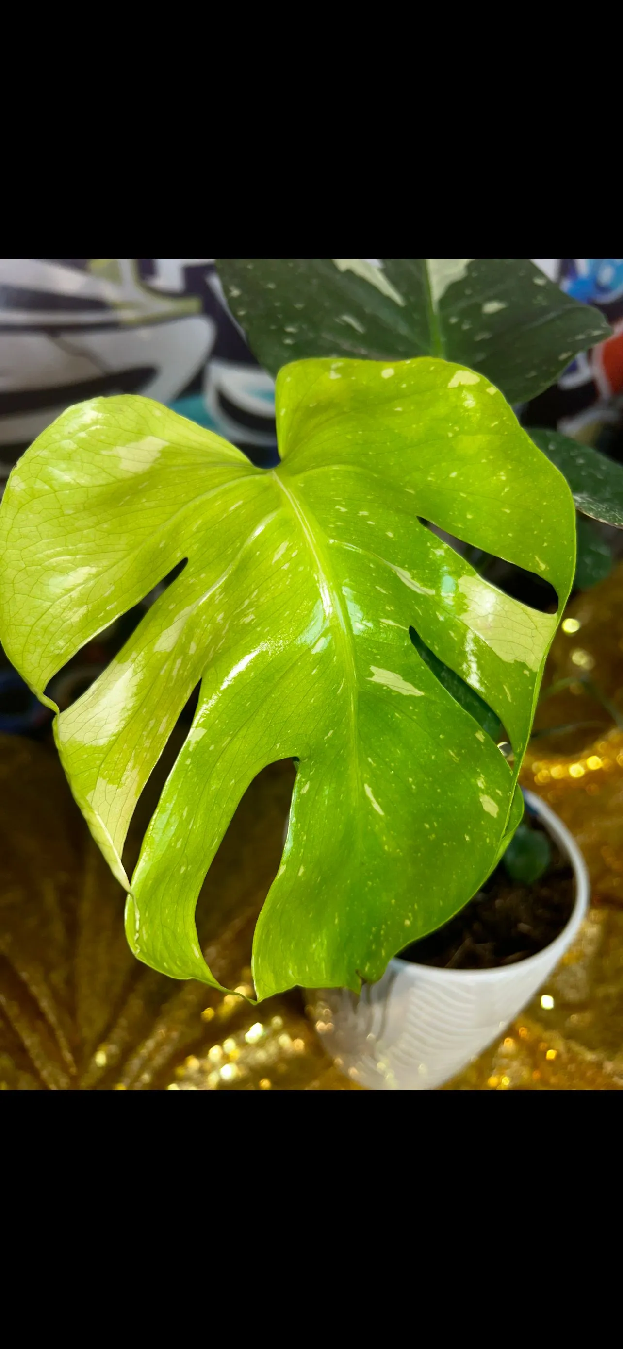 Product image for Monstera Thai Constellation TRUE Large Form
