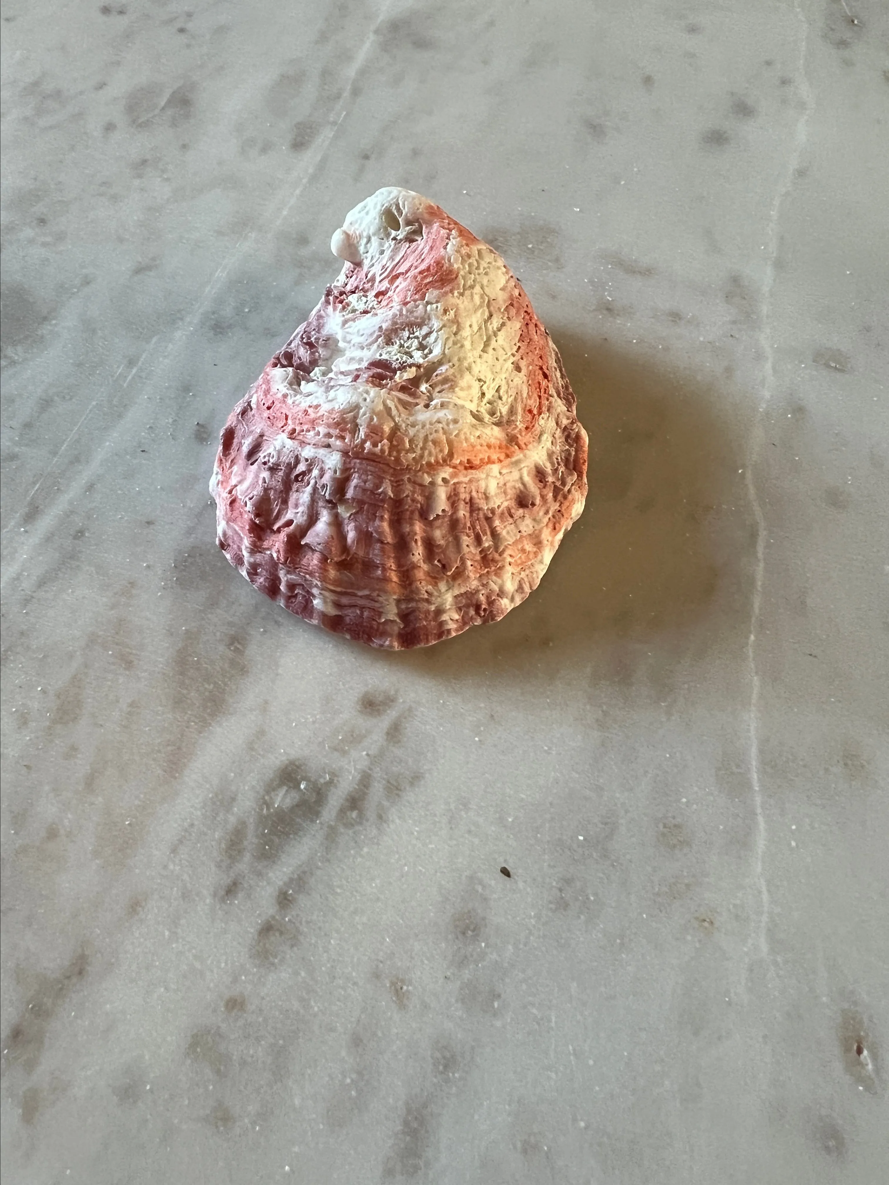 Product image for Sea shell from Dubai
