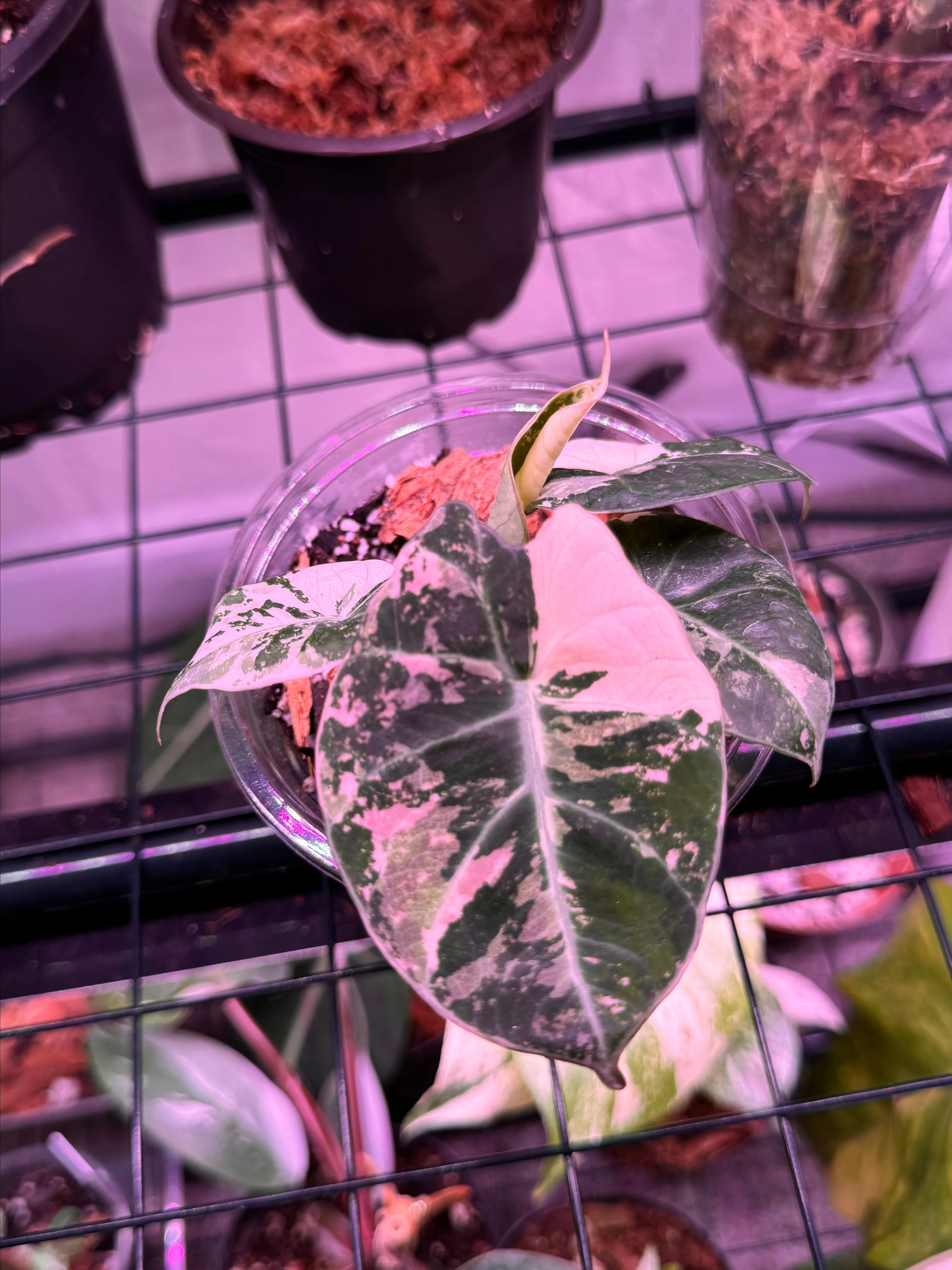 Product image for Alocasia Black Velvet variegated Pink