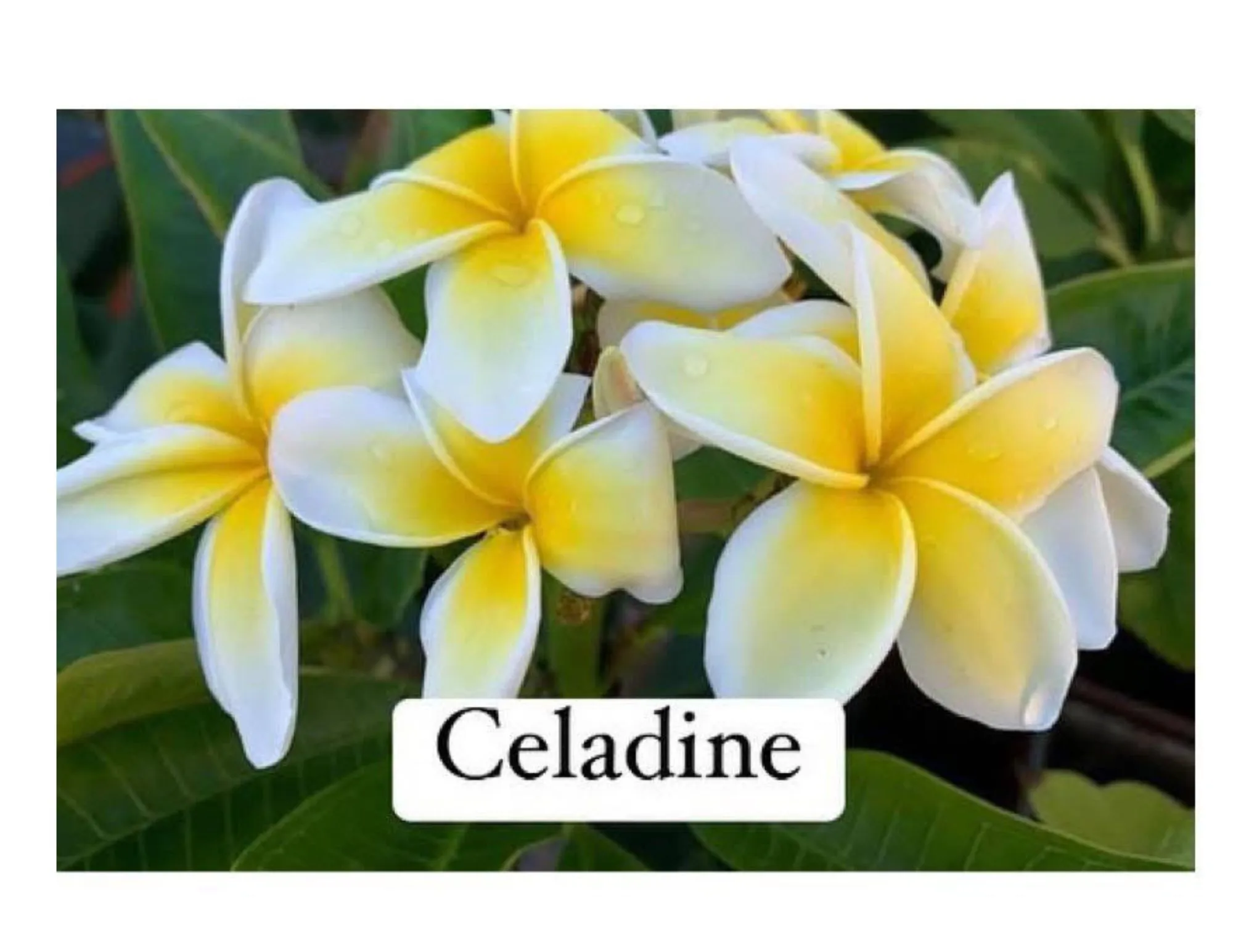 Product image for Celadine Plumeria cutting