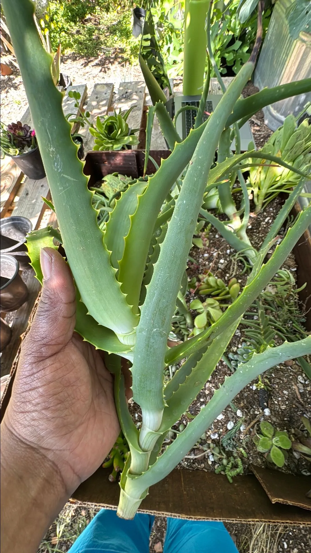 Product image for Aloe arborecense hybrid