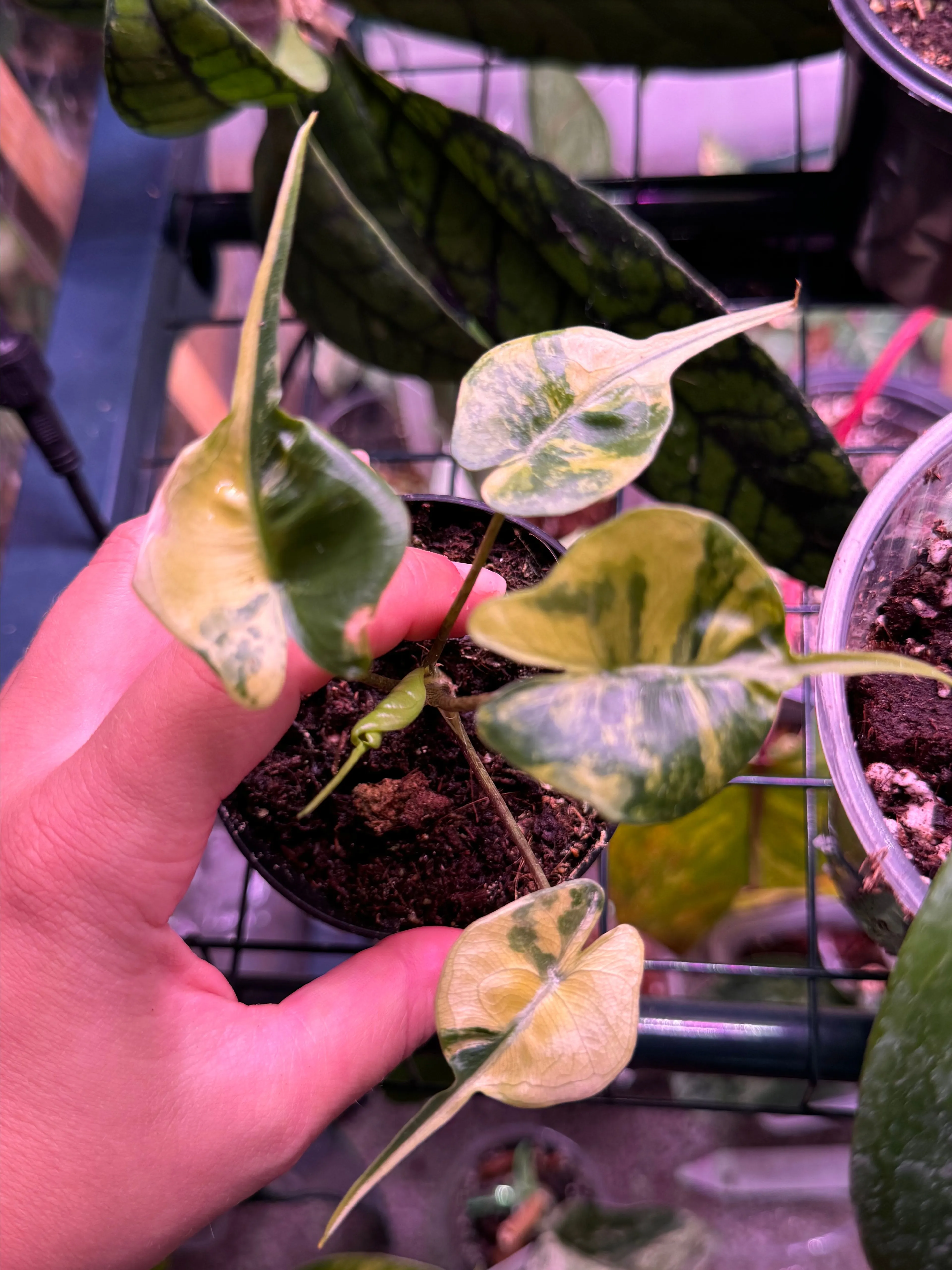 Product image for Alocasia stingray variegated