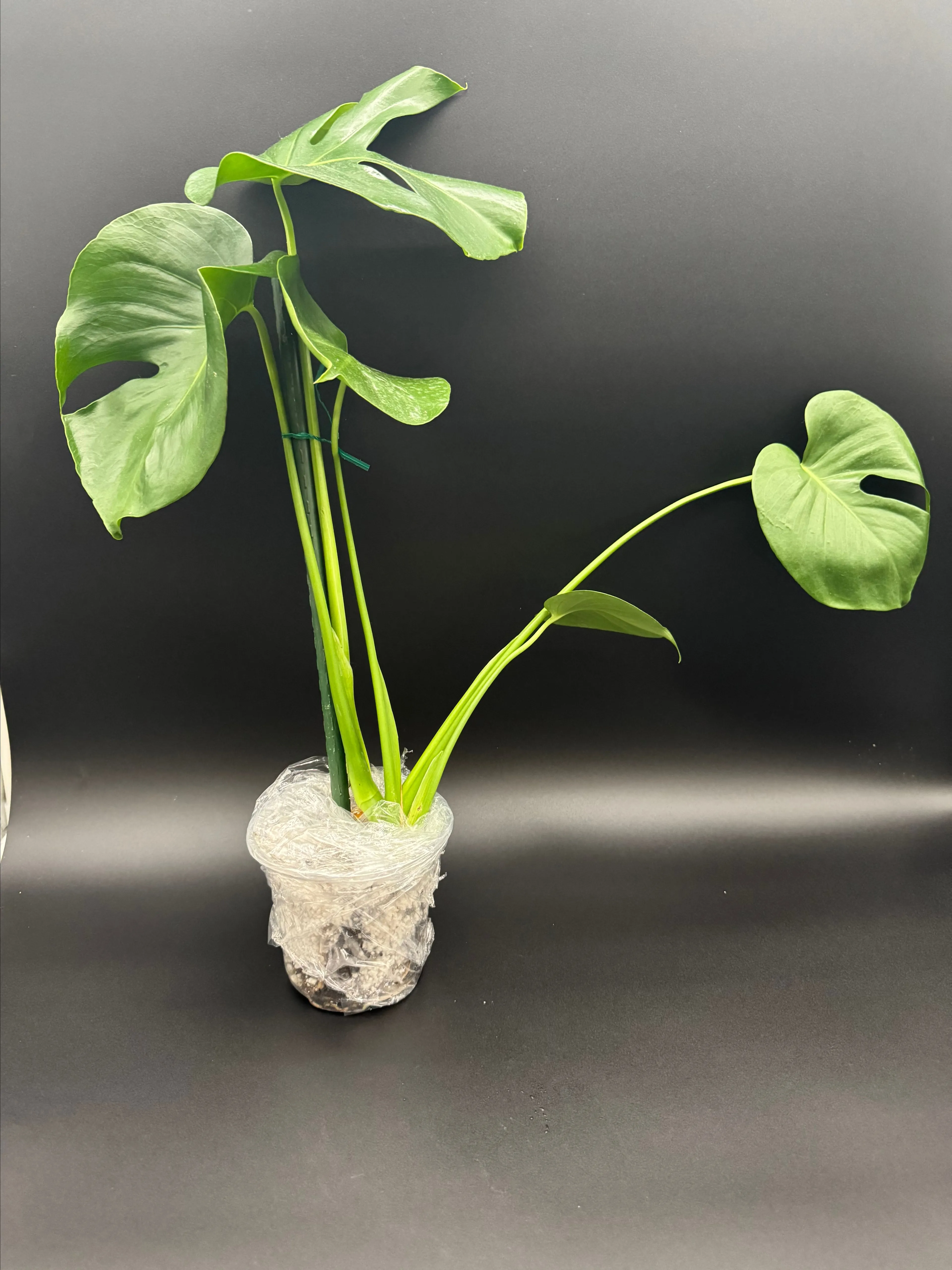 Product image for Monstera deliciosa