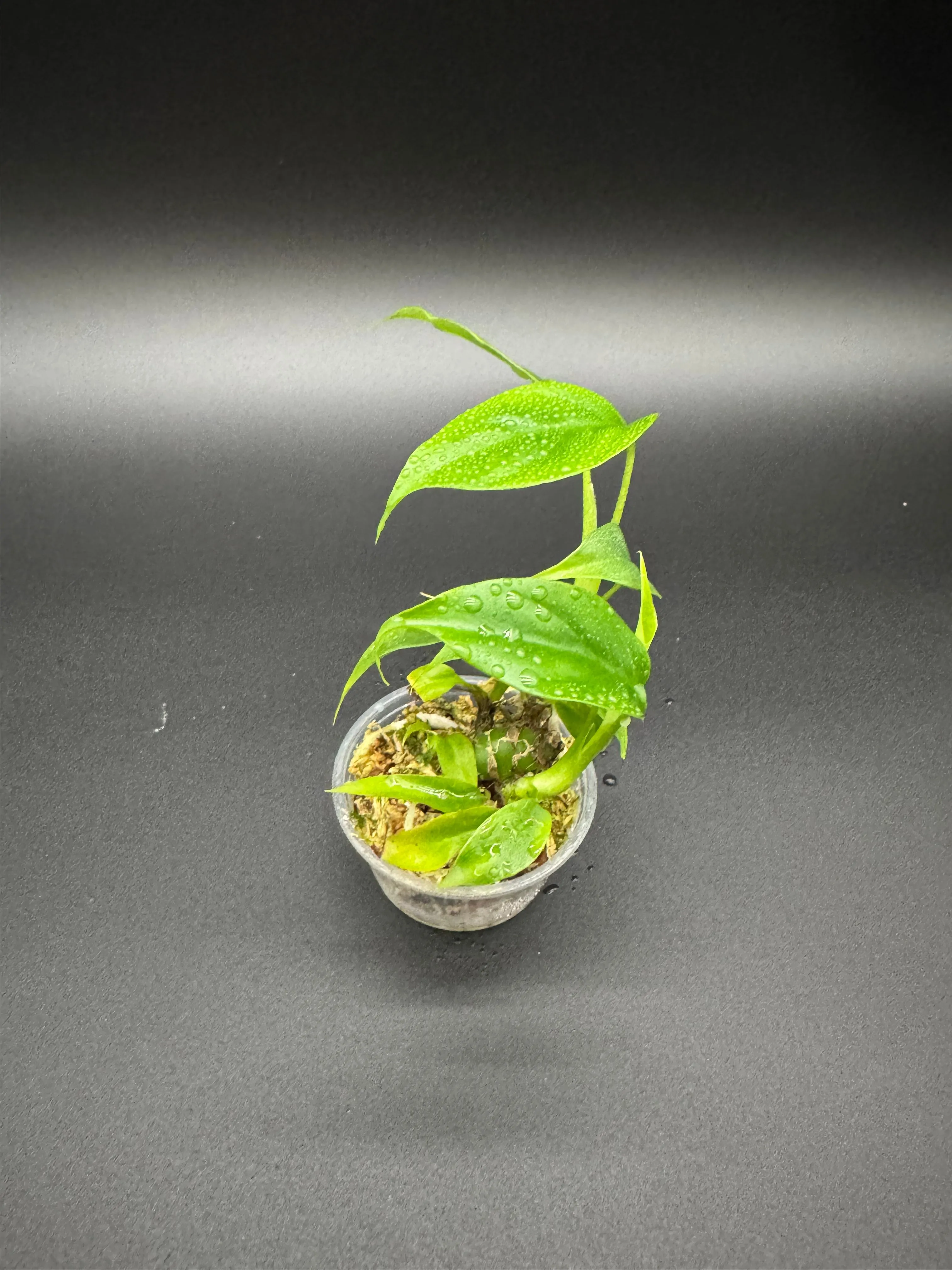 Product image for Mini monstera