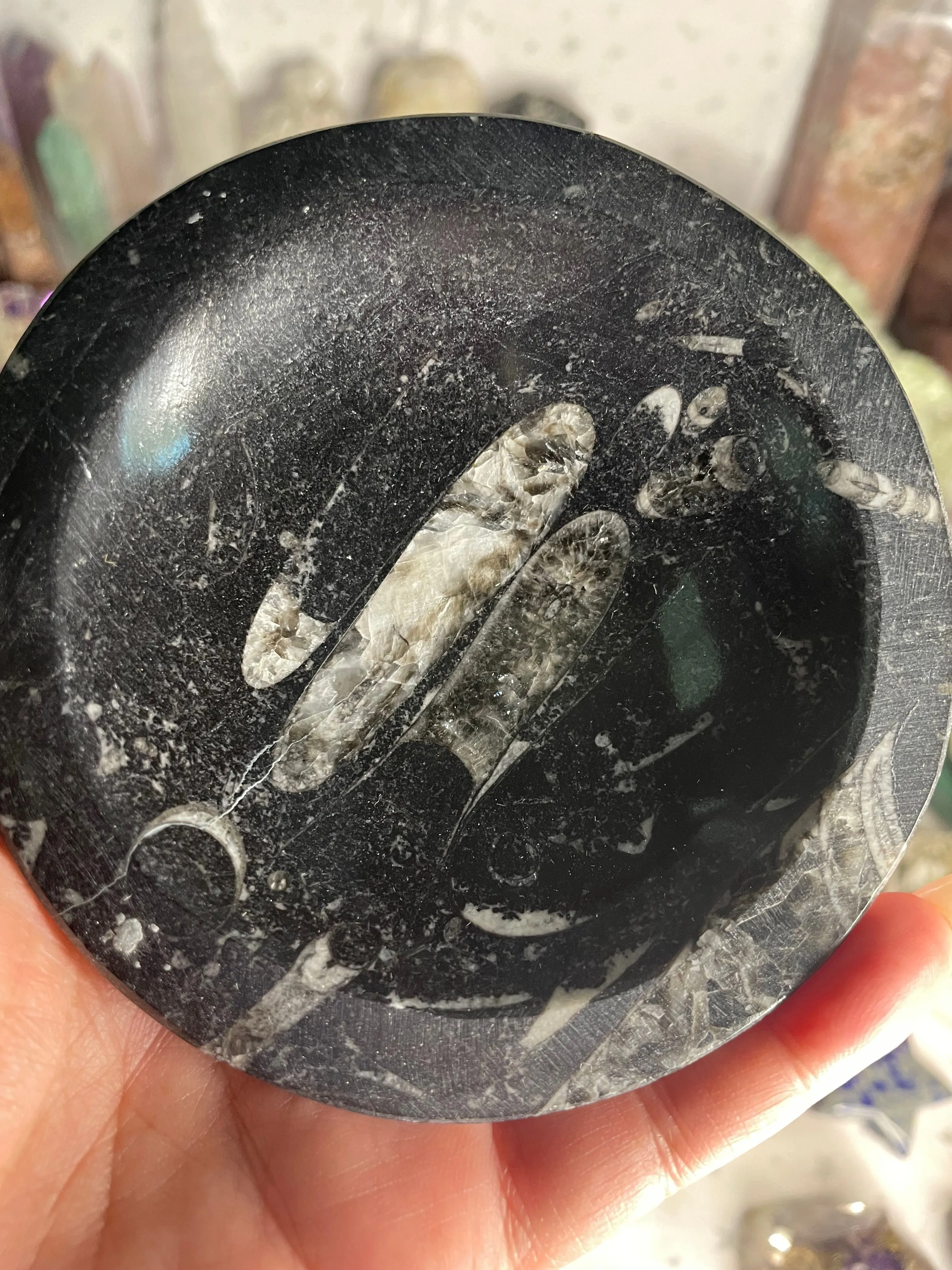Product image for Orthocera bowls