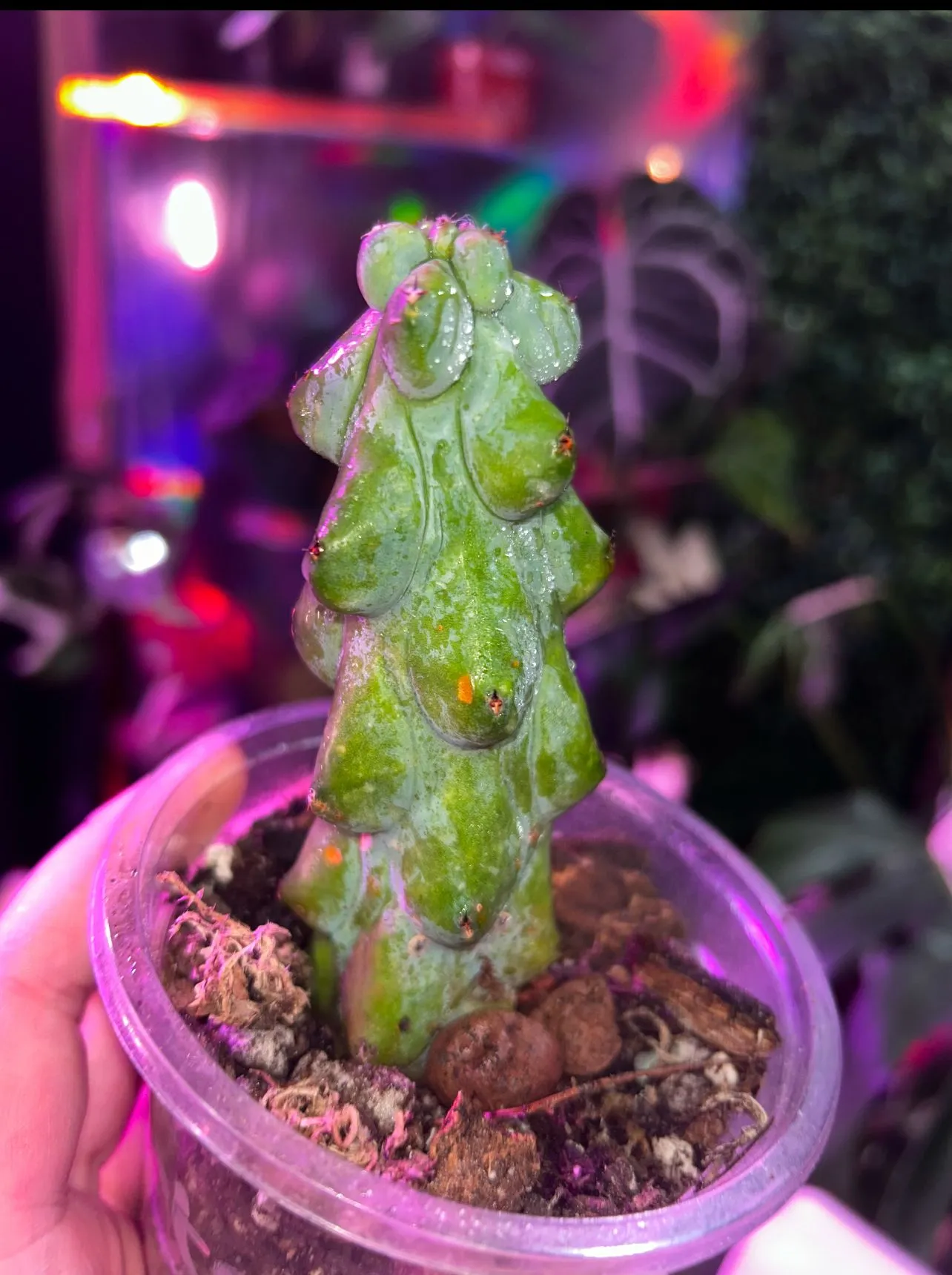 Product image for Boobie cactus