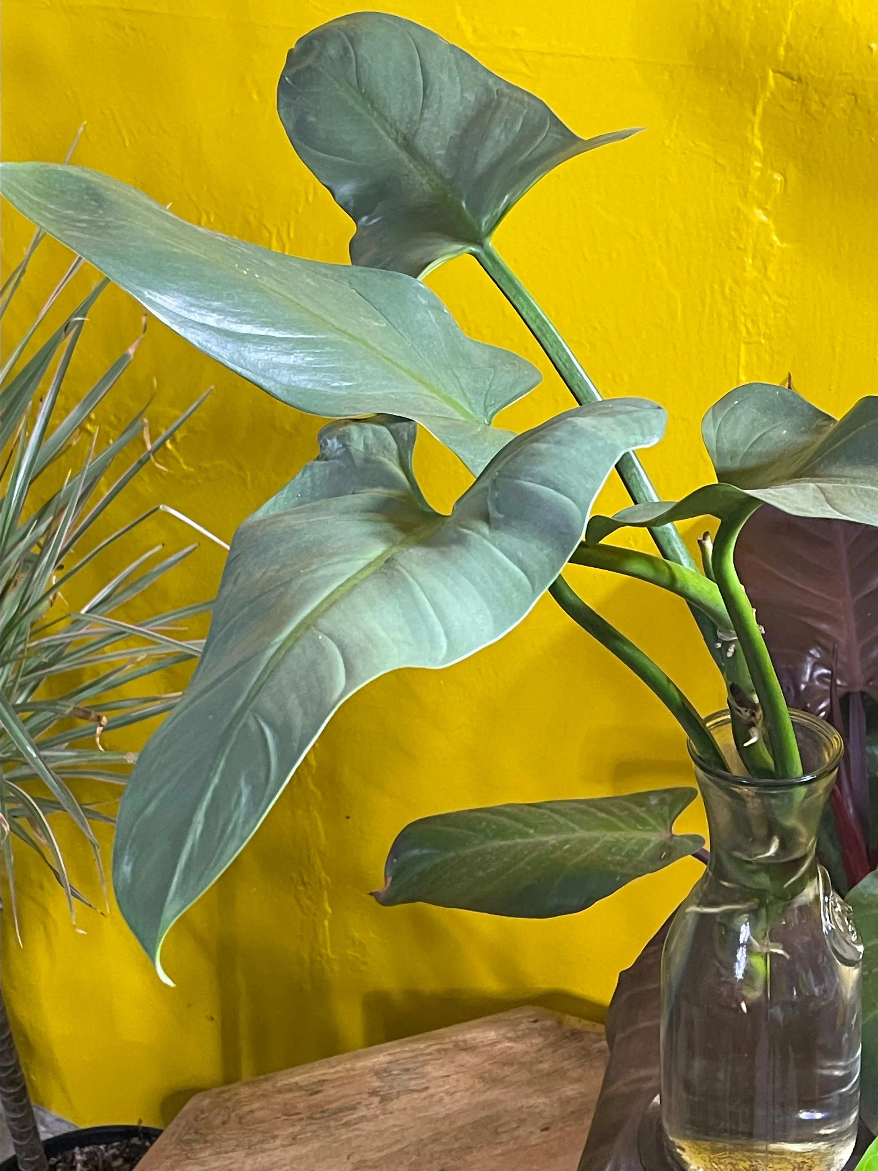 Product image for Philodendron hastatum silver sword