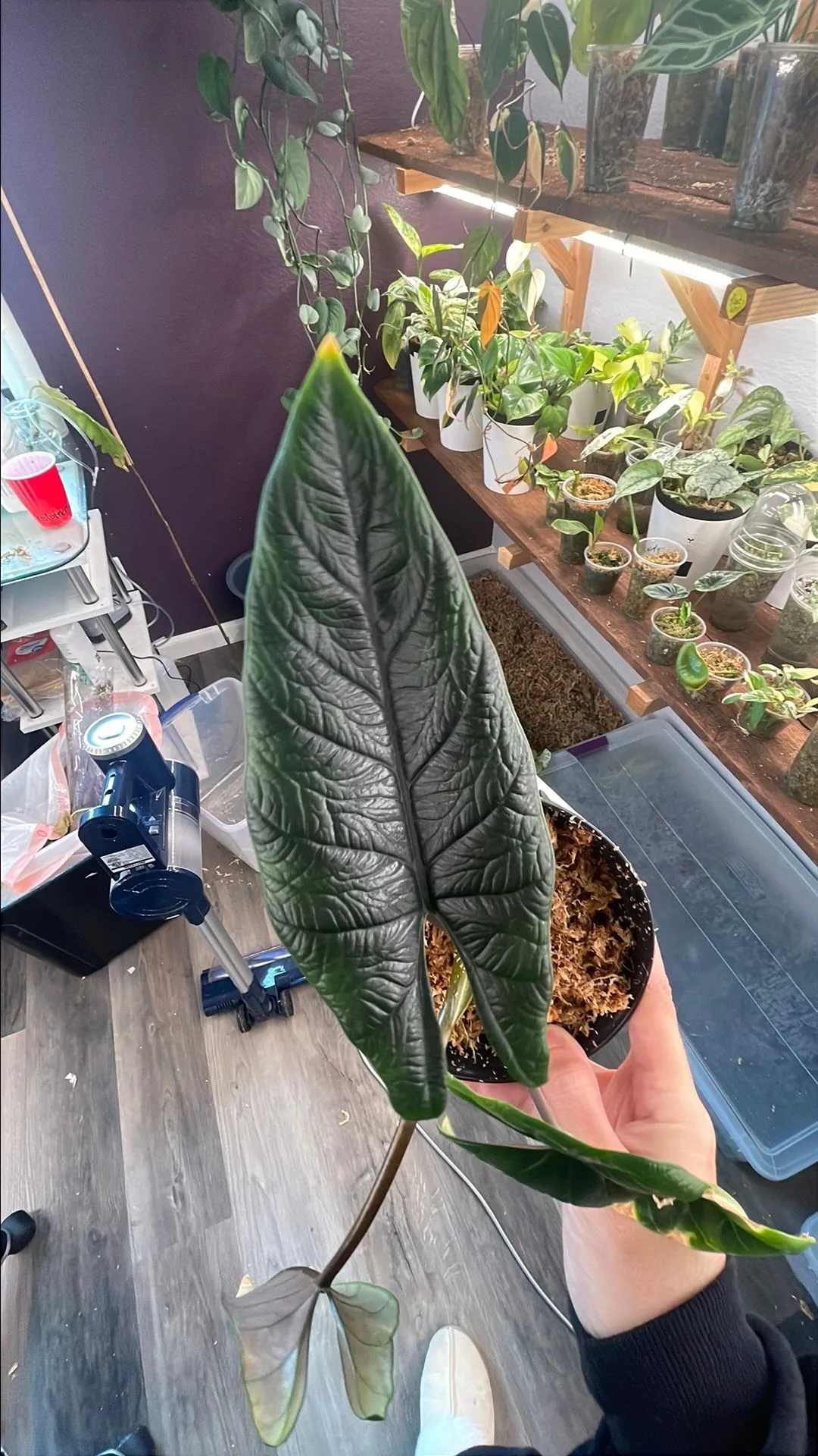 Product image for Alocasia Scalprum Black