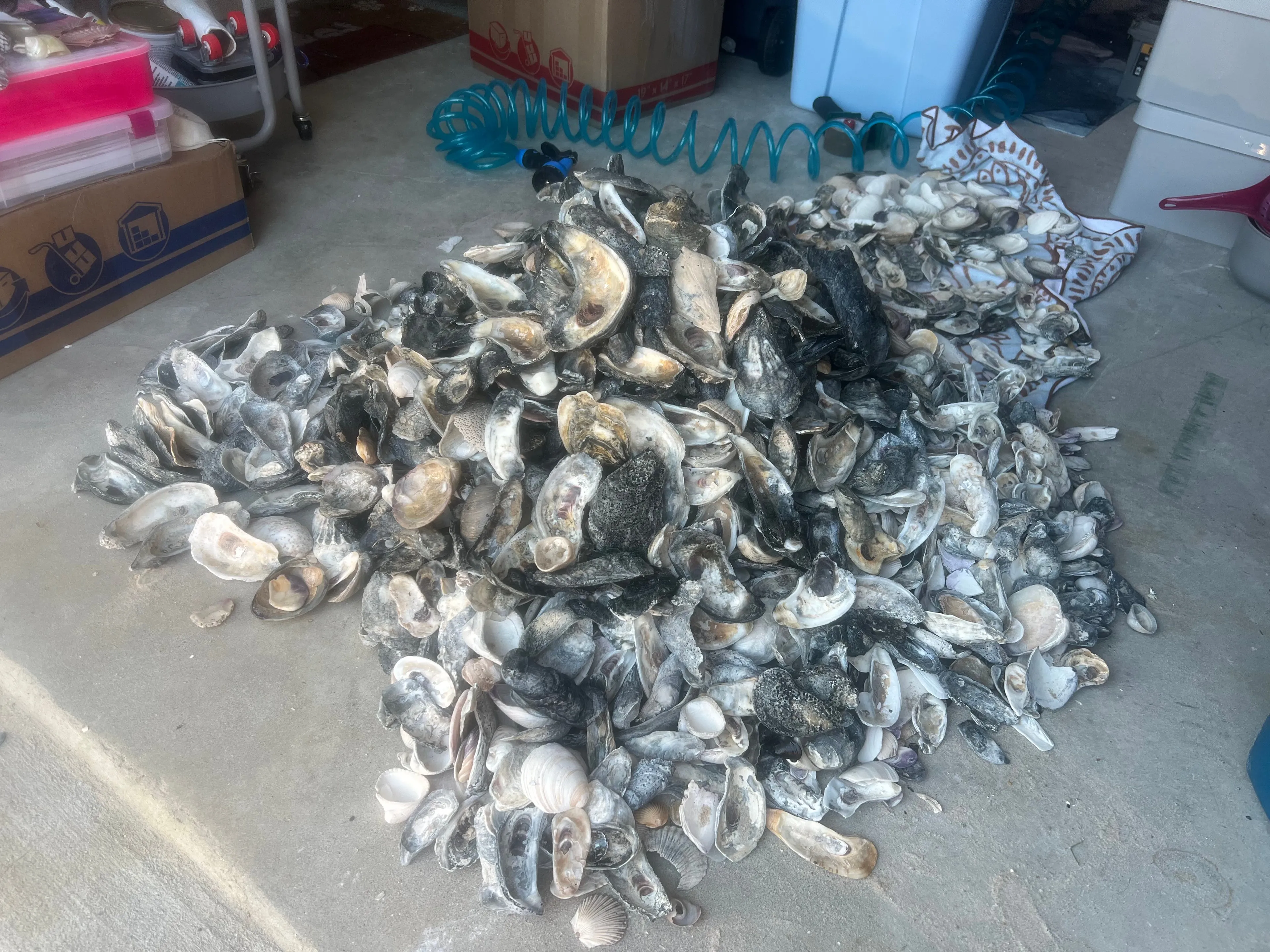 Product image for Bag of Mixed Shells