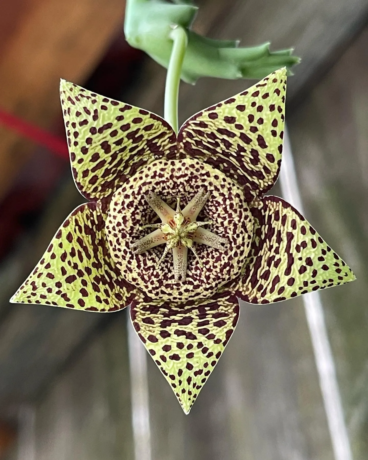 Product image for Orbea stapelia (star flower)