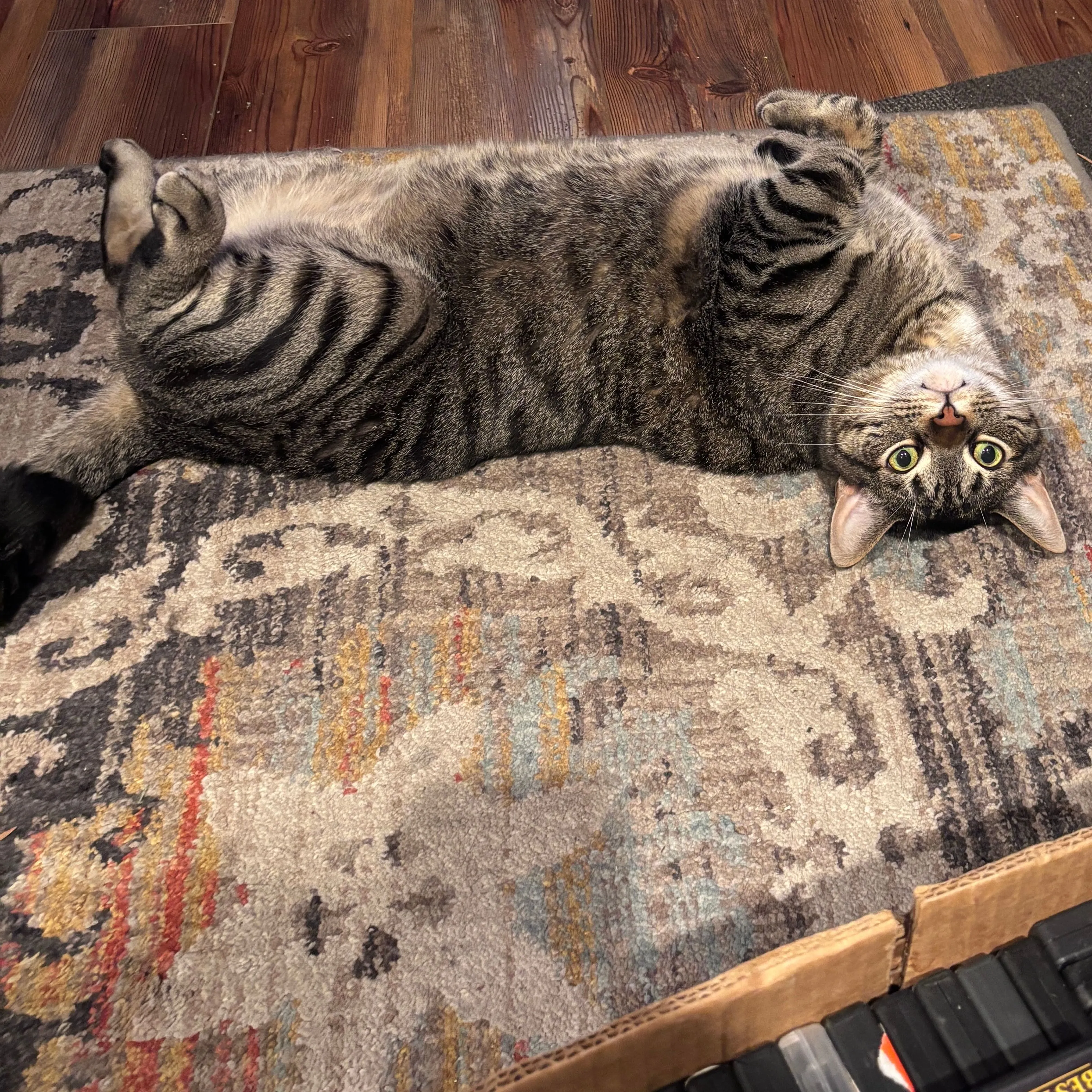 Product image for Melvin needs a yoga mat