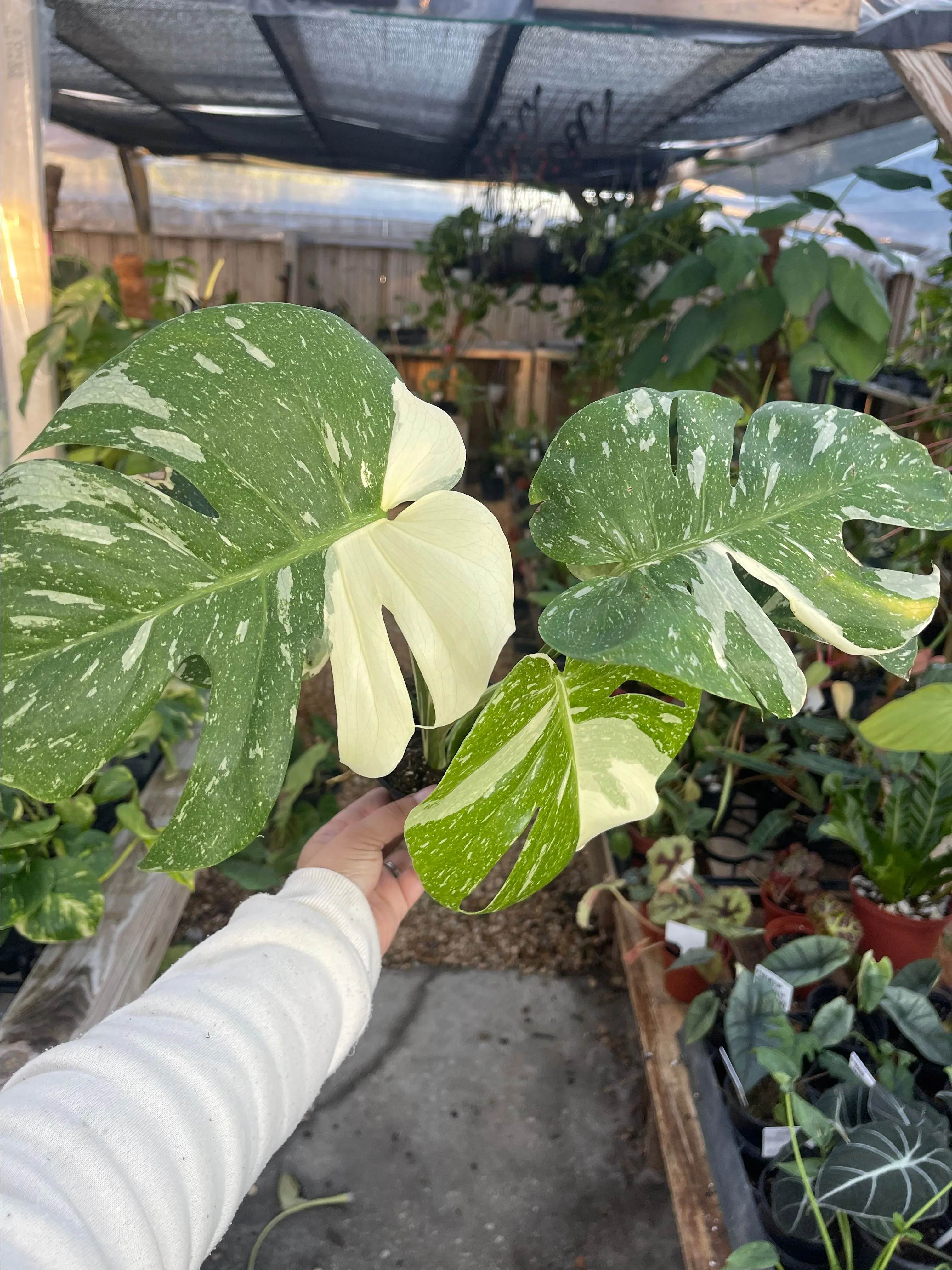 Product image for Monstera Thai Con 4” (growers pick)