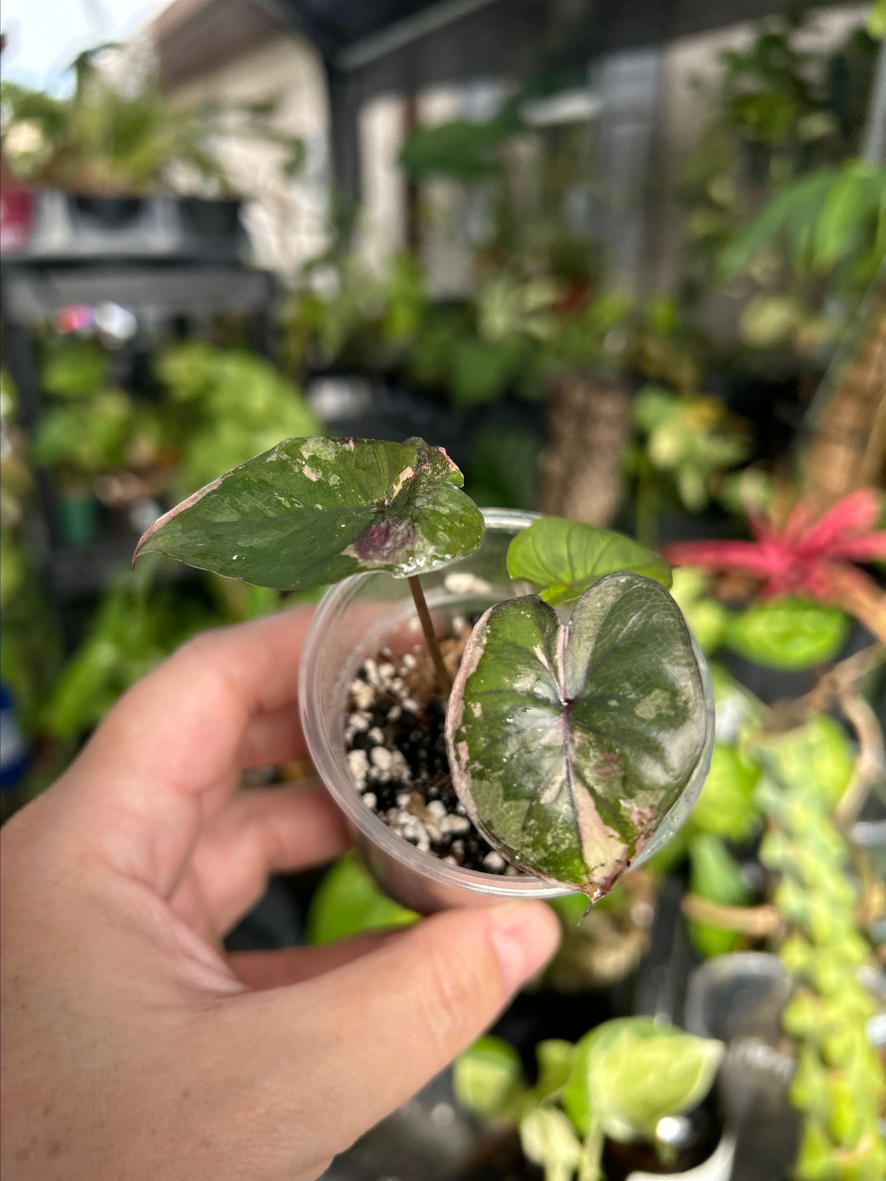 Product image for Variegated Alocasia Serendipity