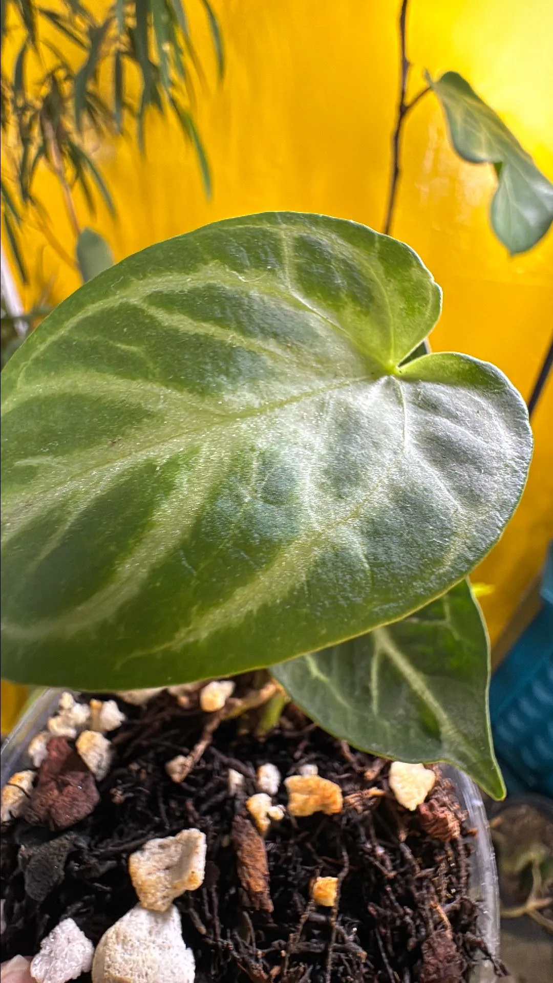 Product image for Anthurium carlablackiae x wu