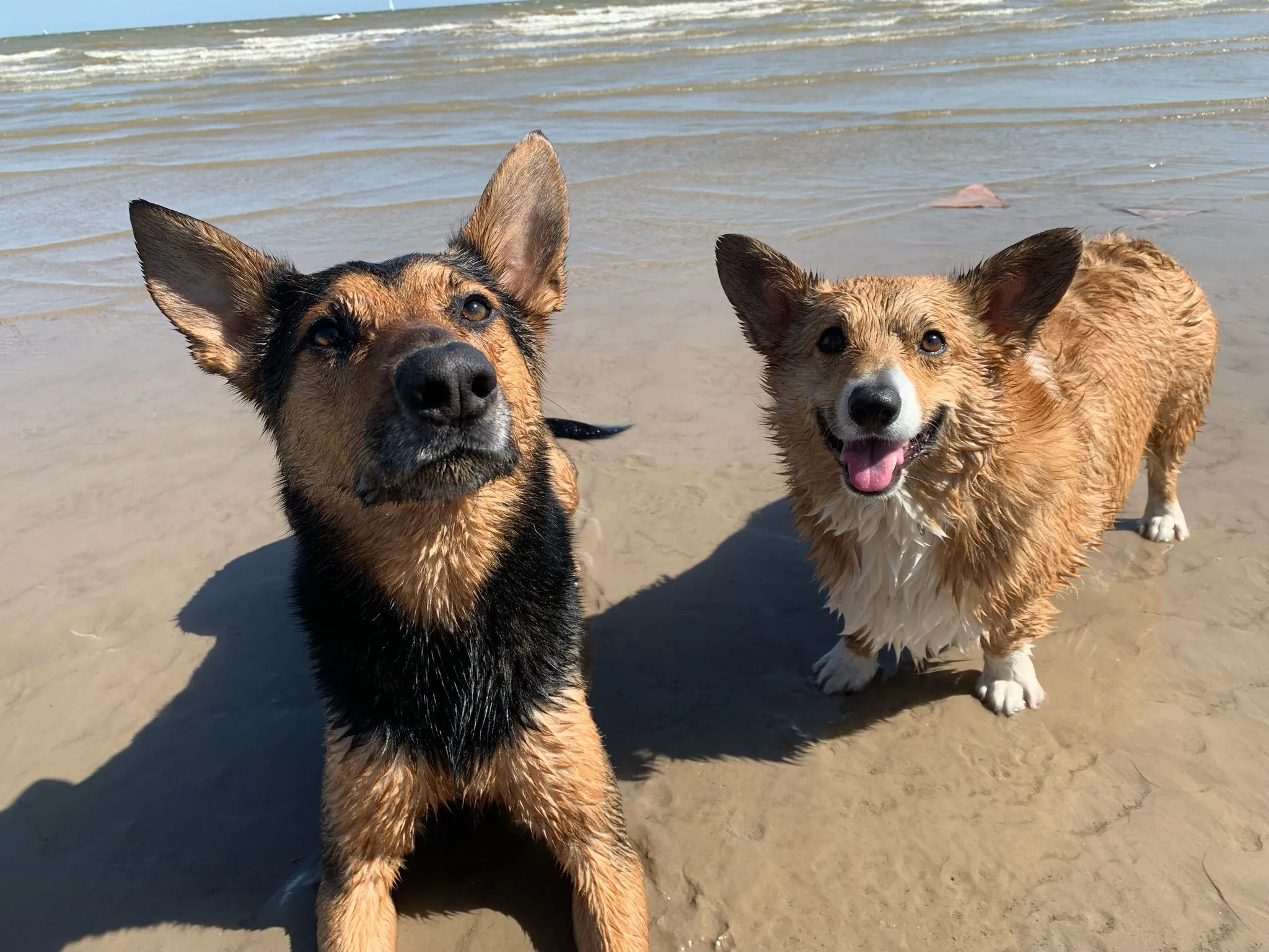 Product image for Buy my dawgs a treat!