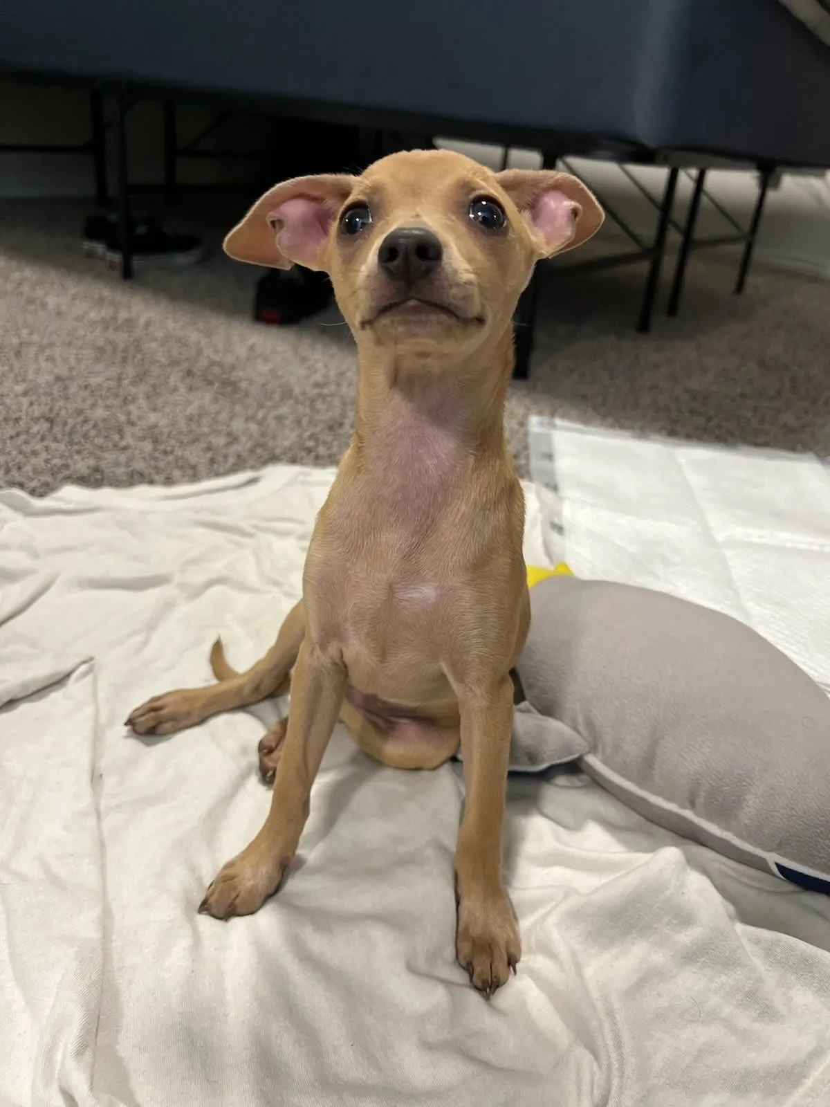 Product image for 1.) Seller Support/Show Dobby Love