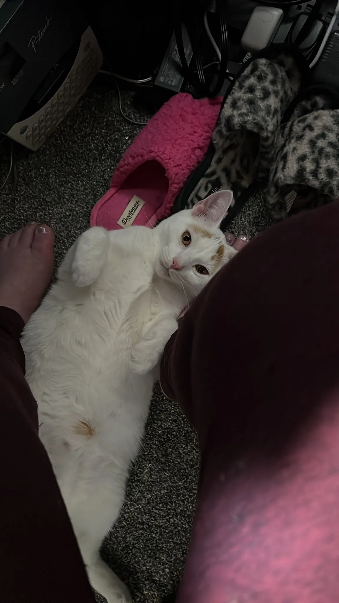 Product image for Buy Luna some catnip