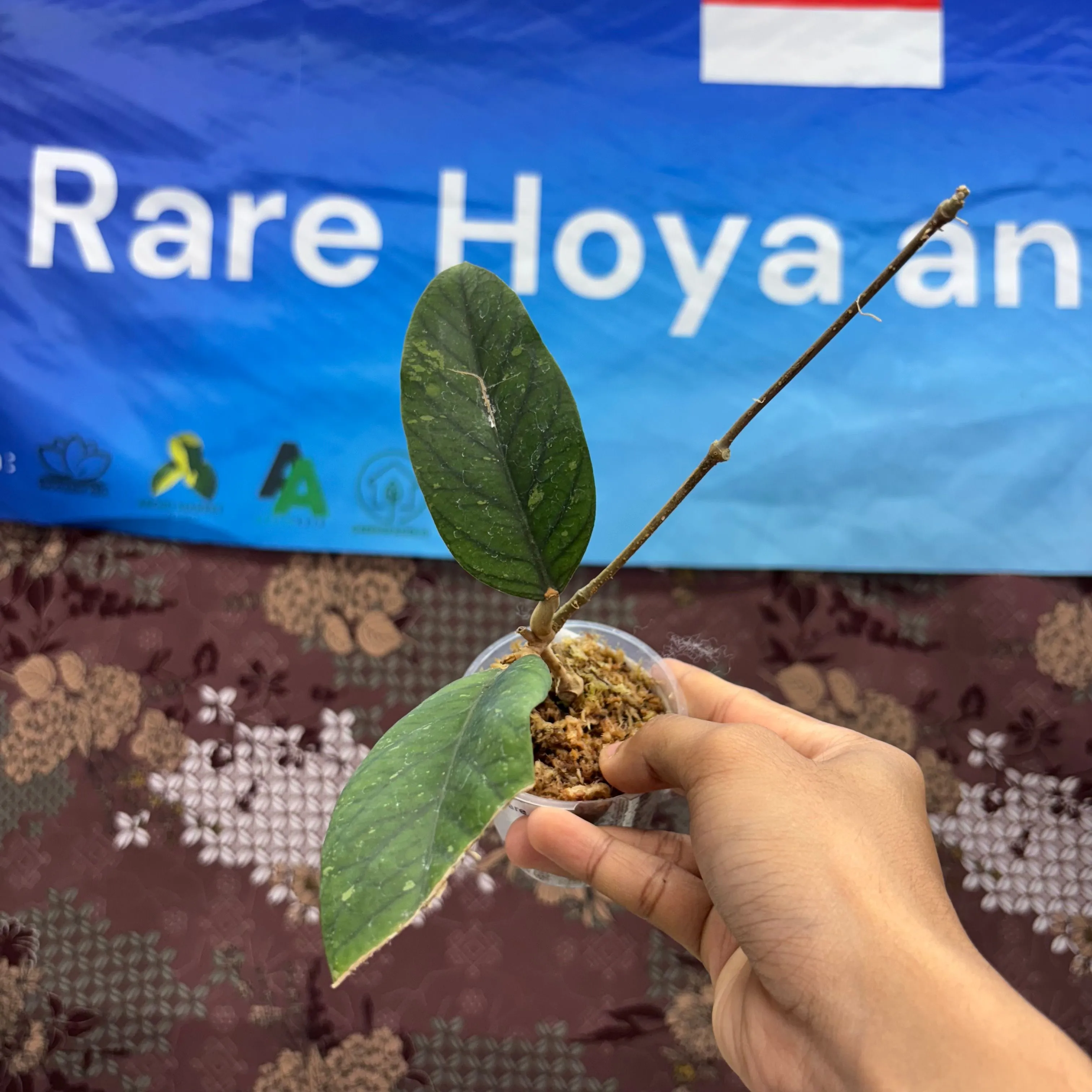 Product image for  D04011BH - Hoya Meredhitii Rare Patern