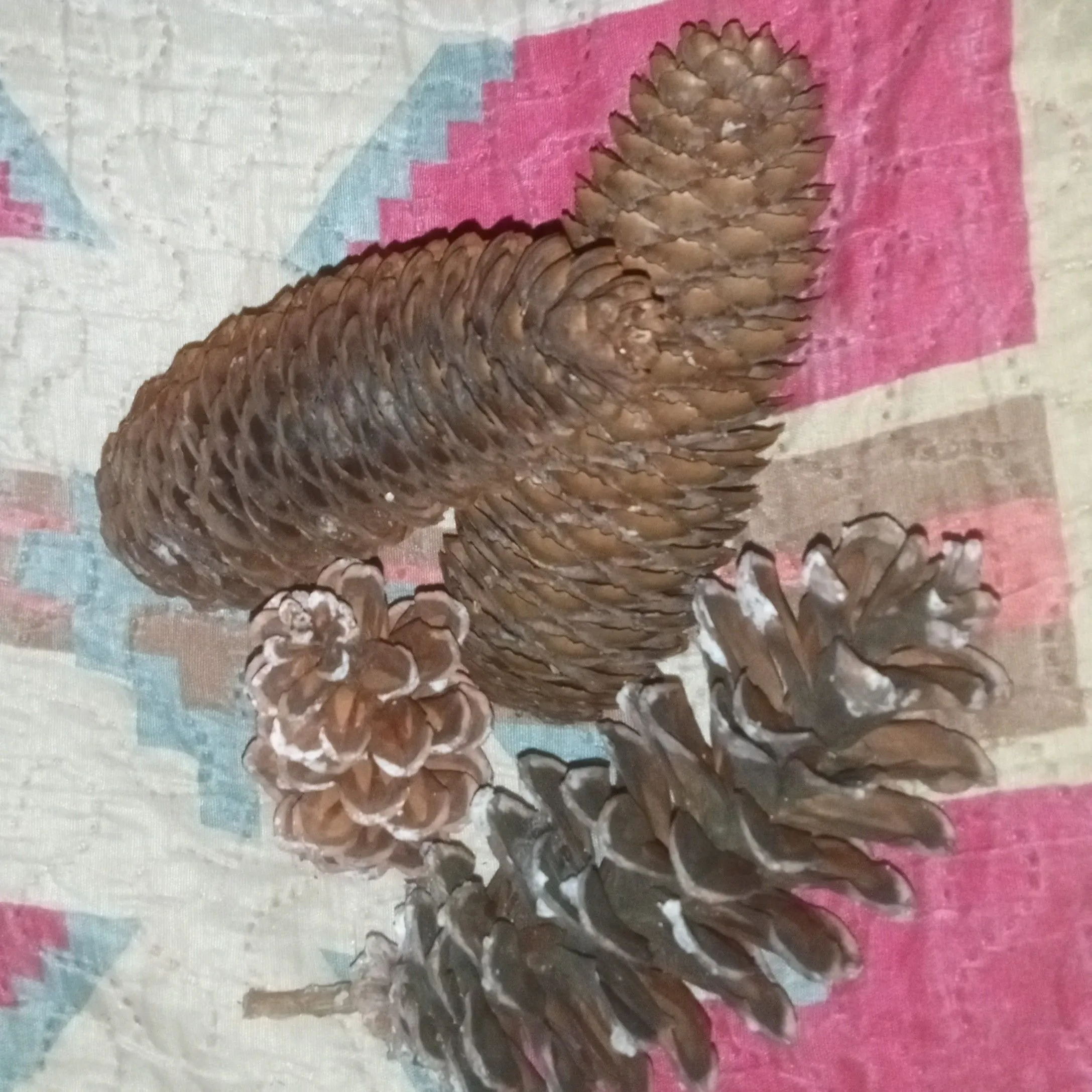 Product image for Arkansas Pinecones 