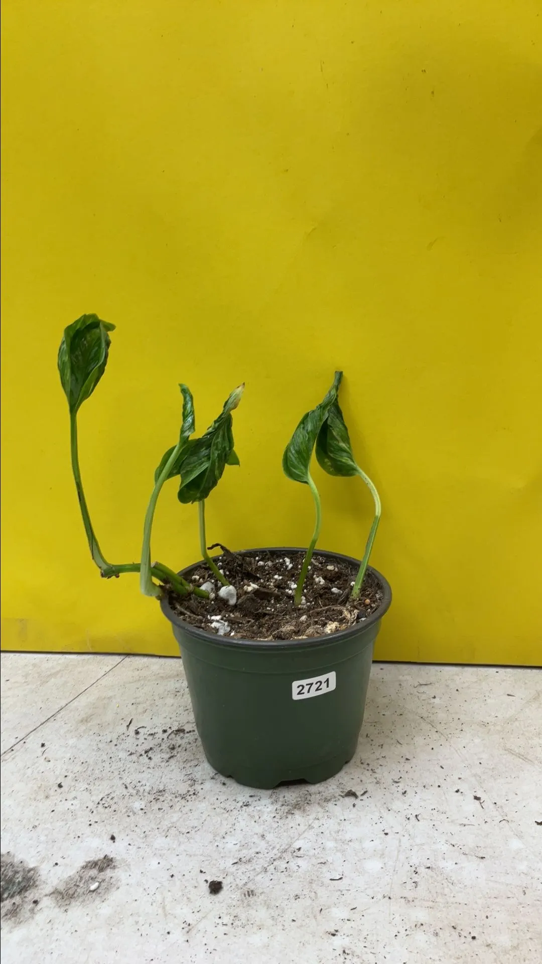Product image for Pothos Shangur- la 2721