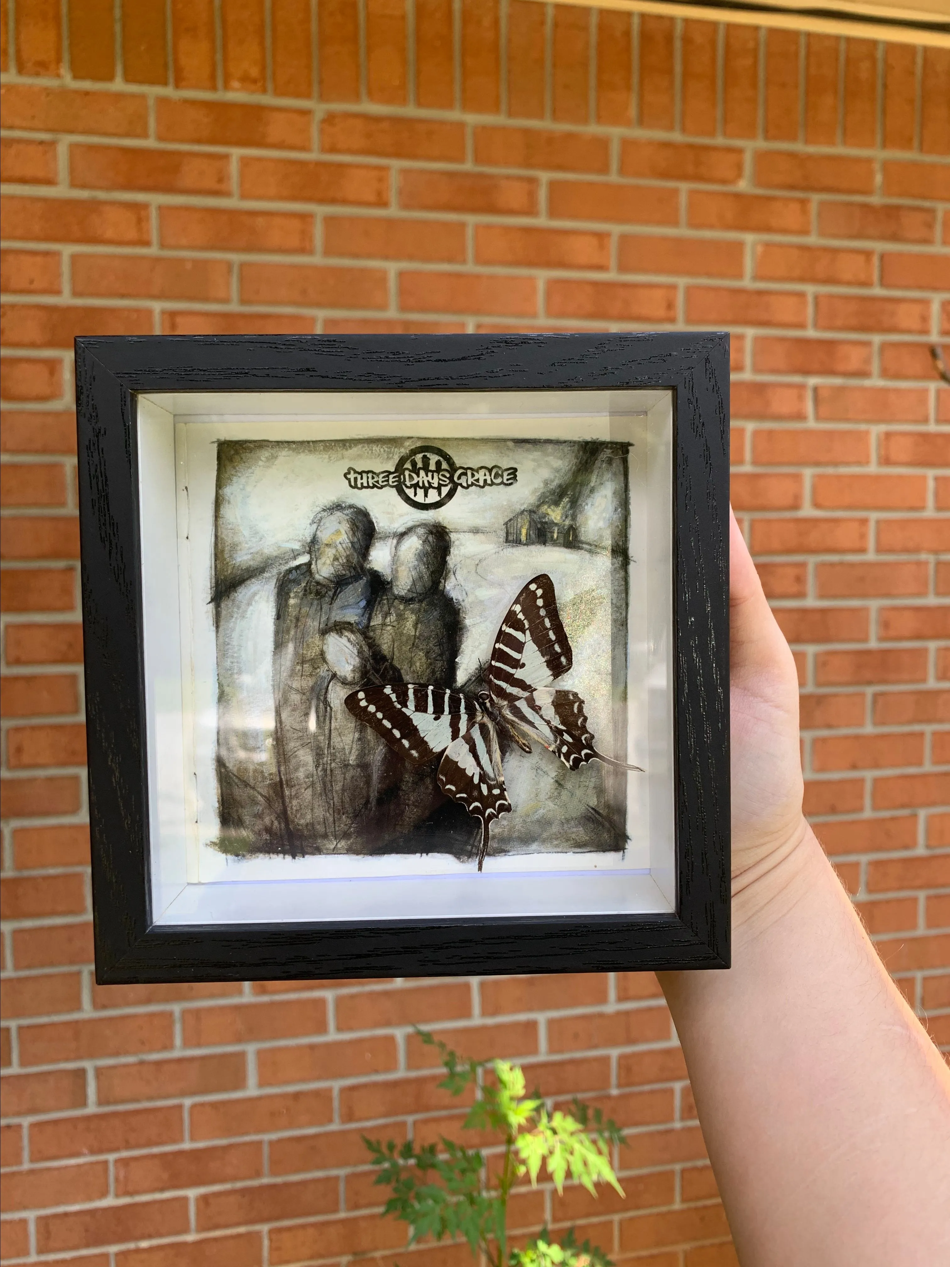 Product image for Three days Grace butterfly display