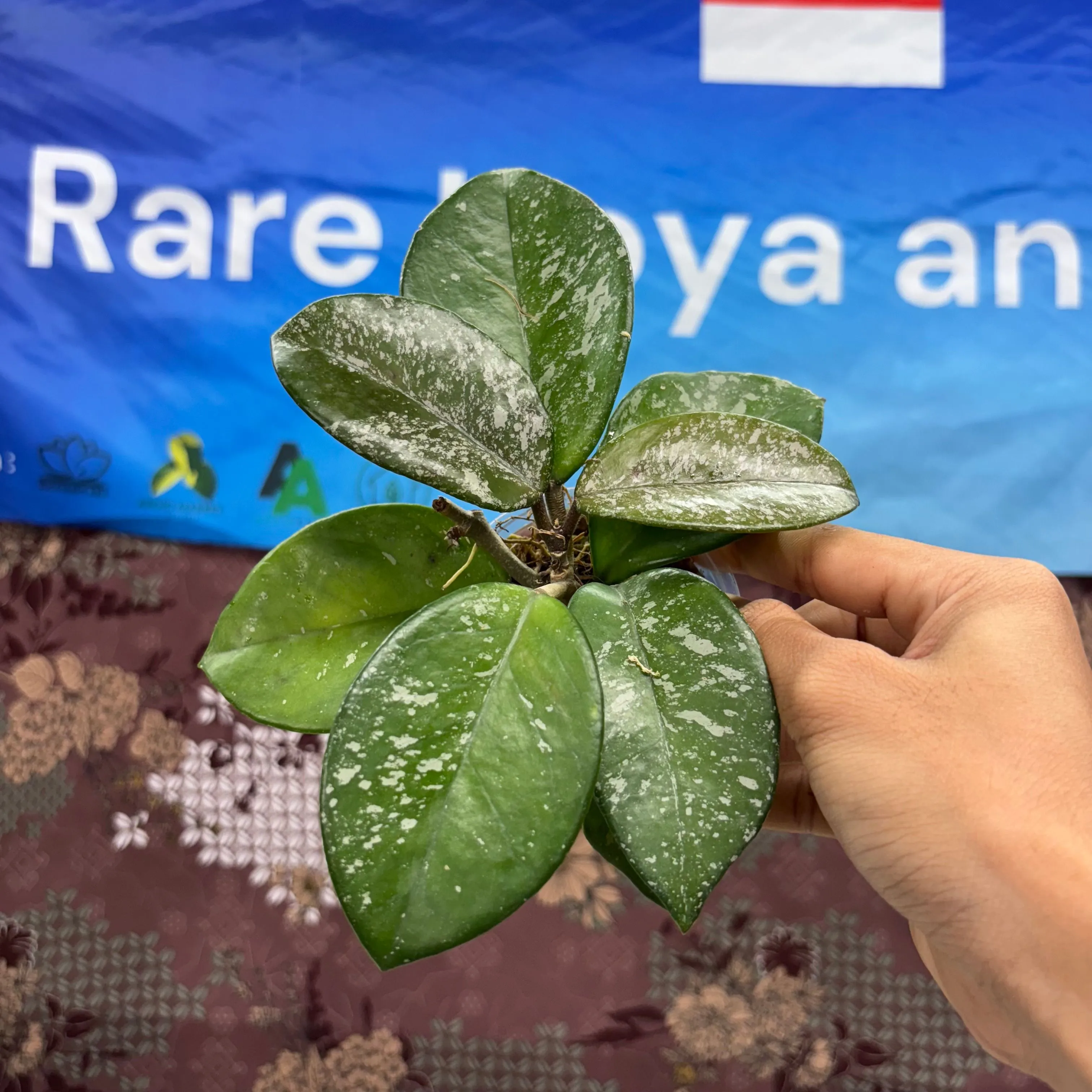 Product image for  D04013 - Hoya Carnosa Freckless