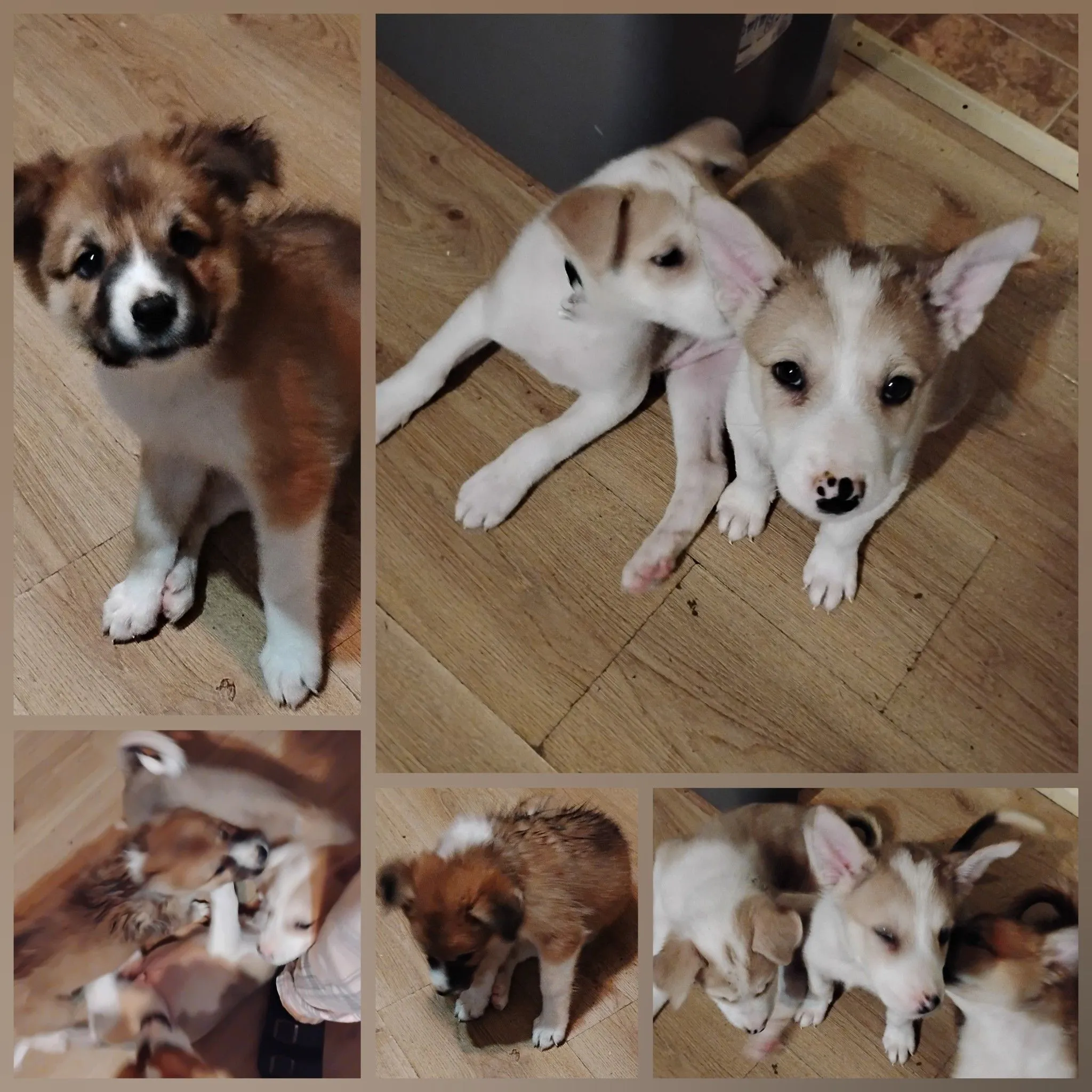 Product image for Buy the rescues a treat, food, toys, etc