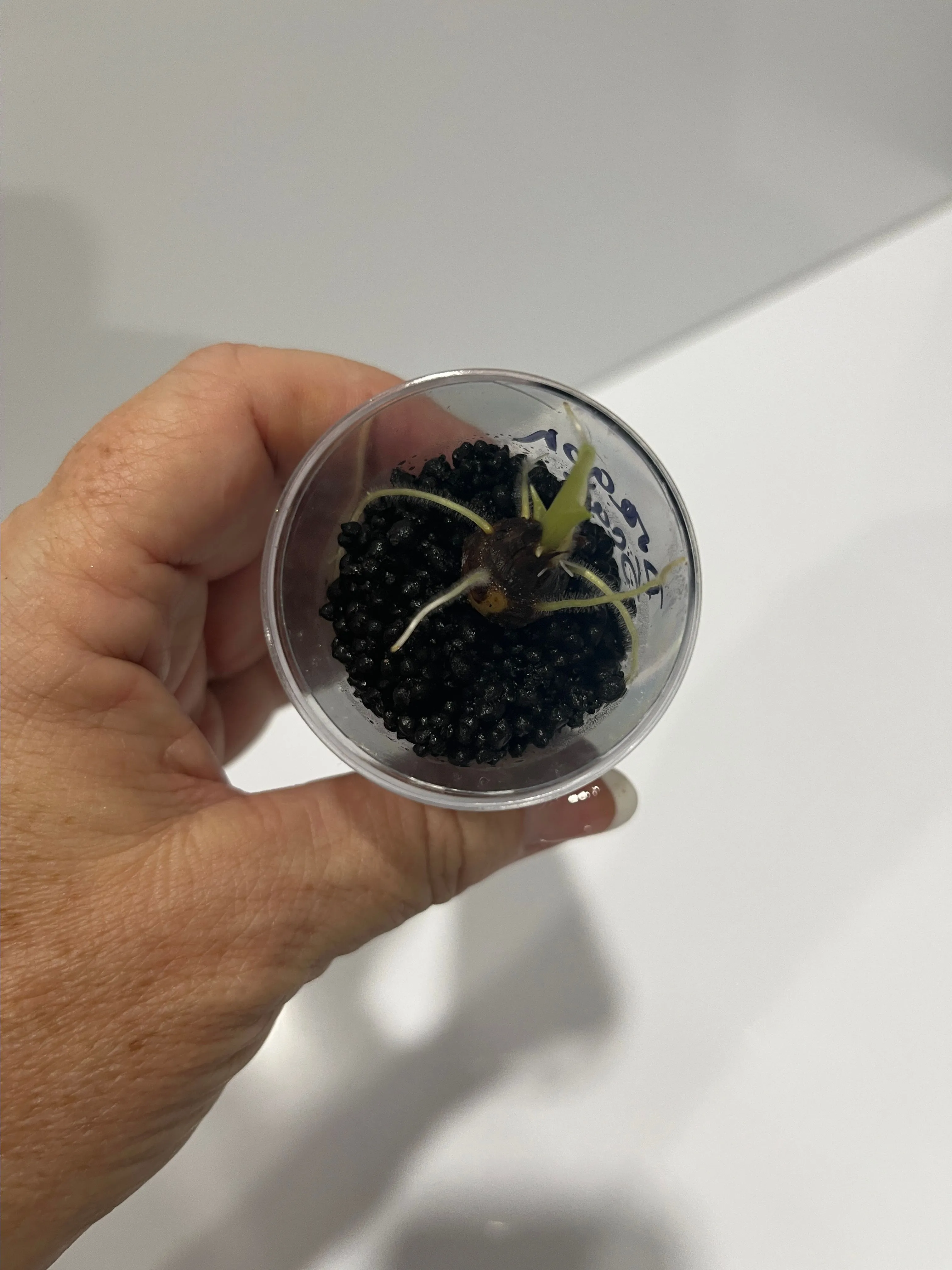 Product image for Alocasia dragon scale mint corms